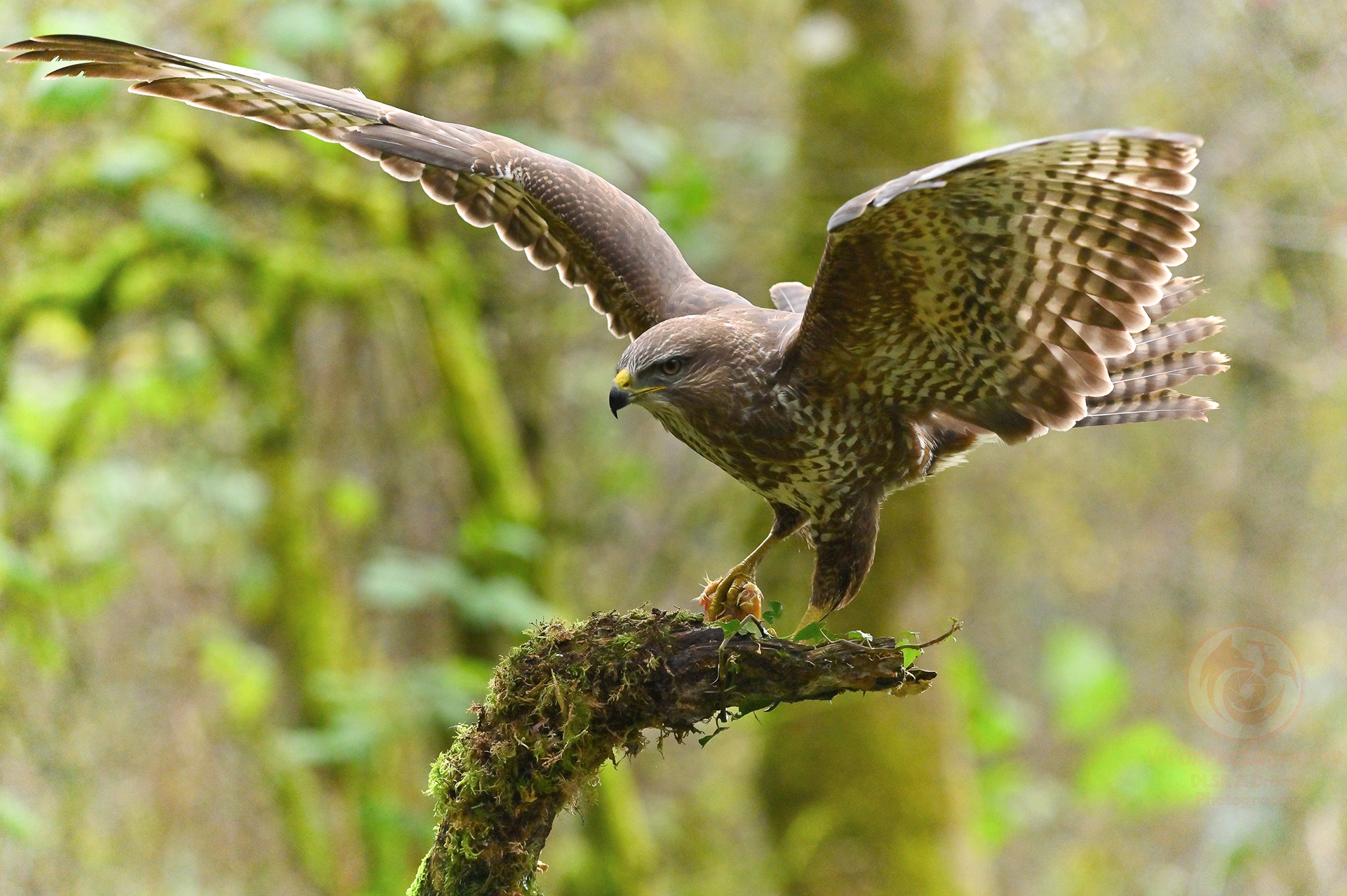 Buzzard - Nikon D780 - Sigma 150-600mm