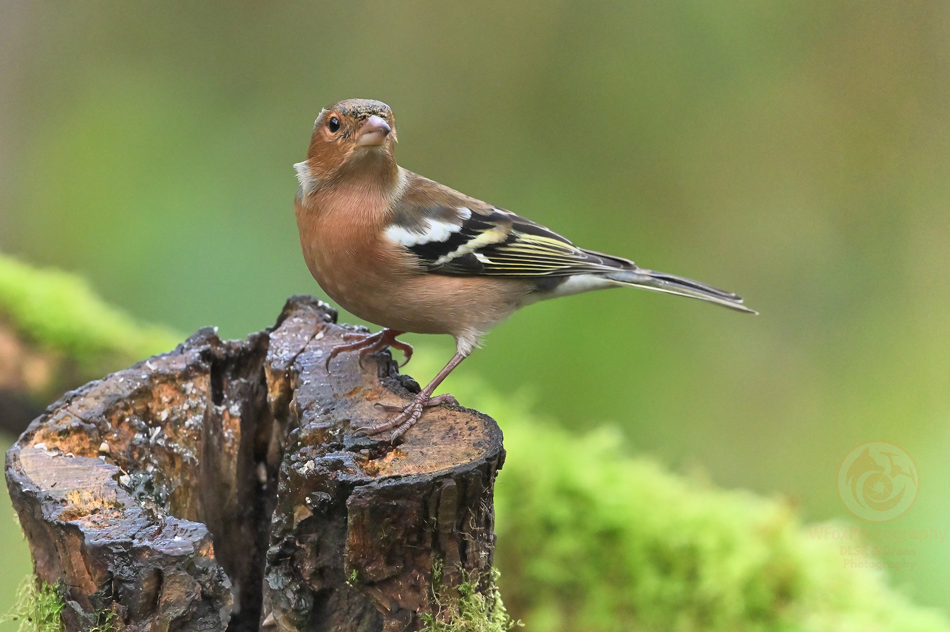 Chaffinch - Nikon D780 - Sigma 150-600mm