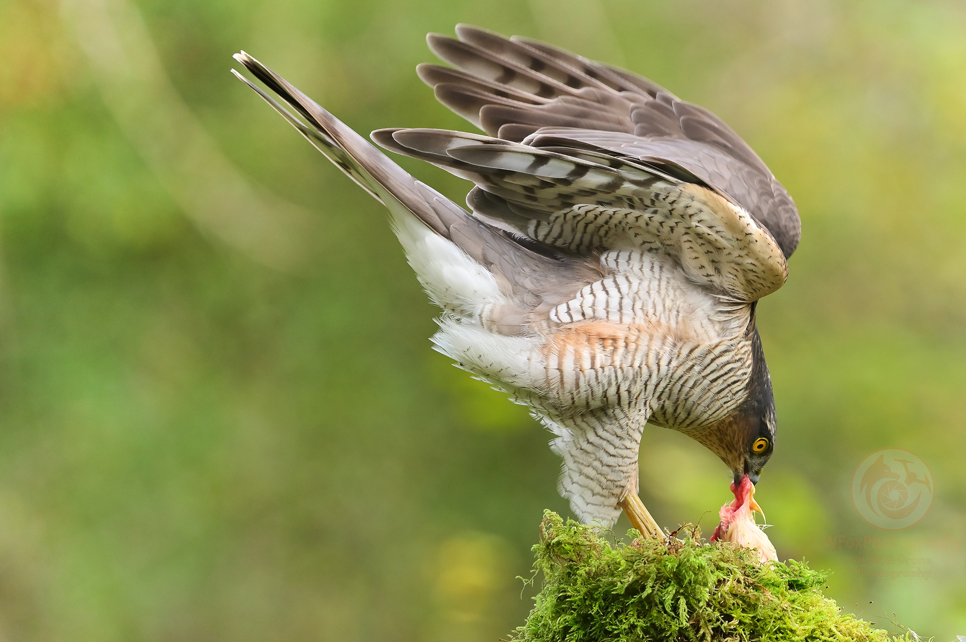 Male Sparrowhawk - Nikon D780 - Sigma 150-600mm