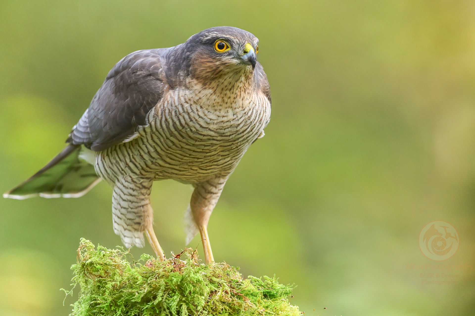 Male Sparrowhawk - Nikon D-780 - Sigma 150-600mm