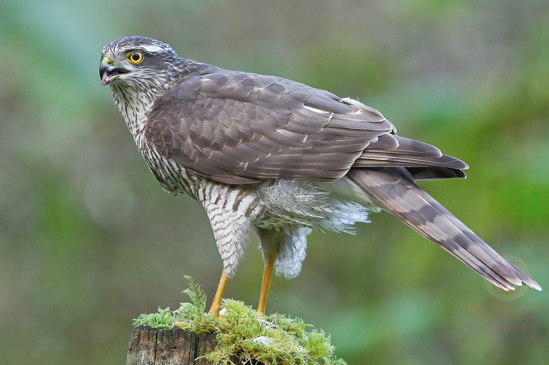 Female Sparrowhawk - Nikon D-780 - Sigma 150-600mm
