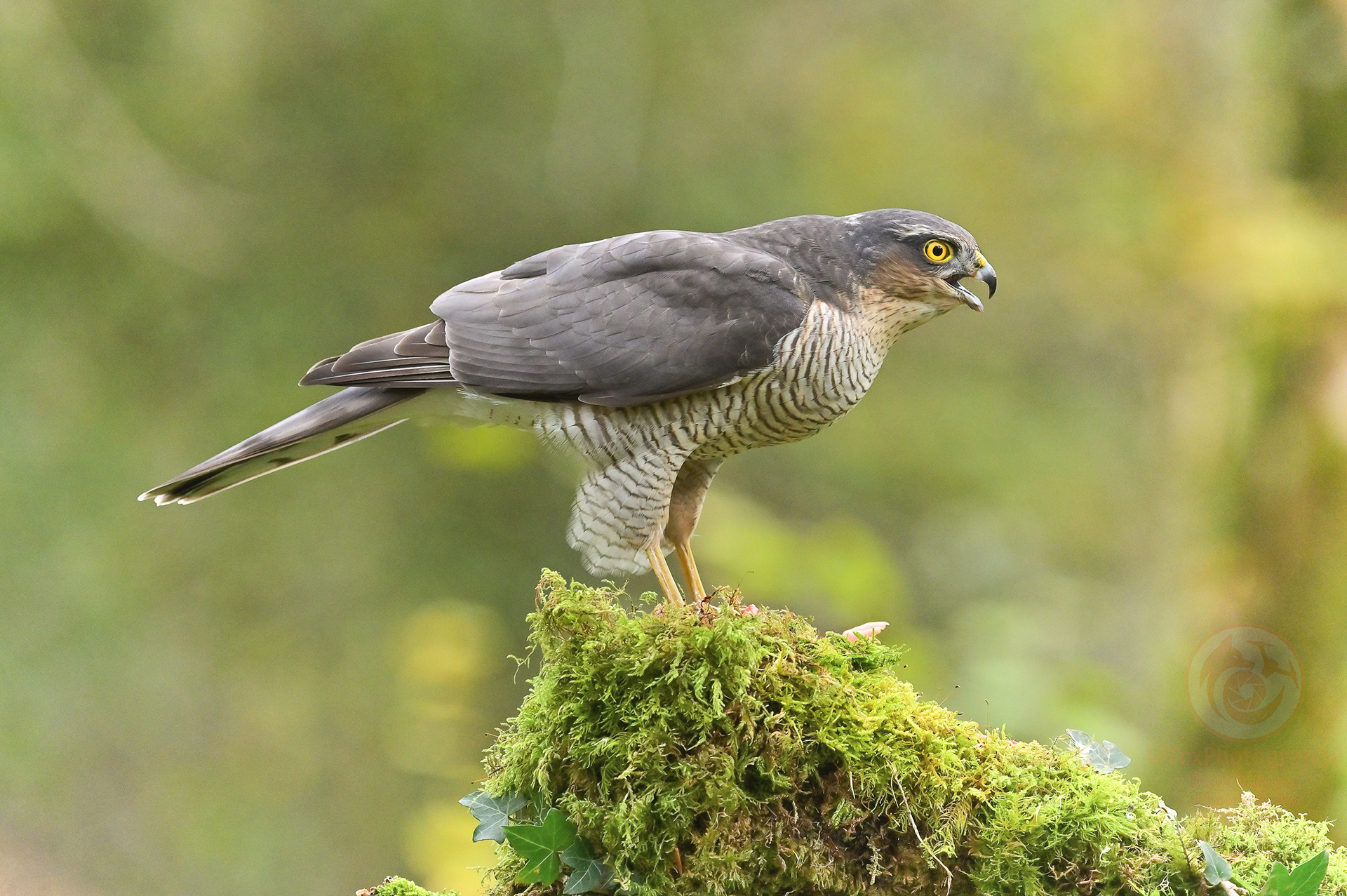 Male Sparrowhawk - Nikon D780 - Sigma 150-600mm