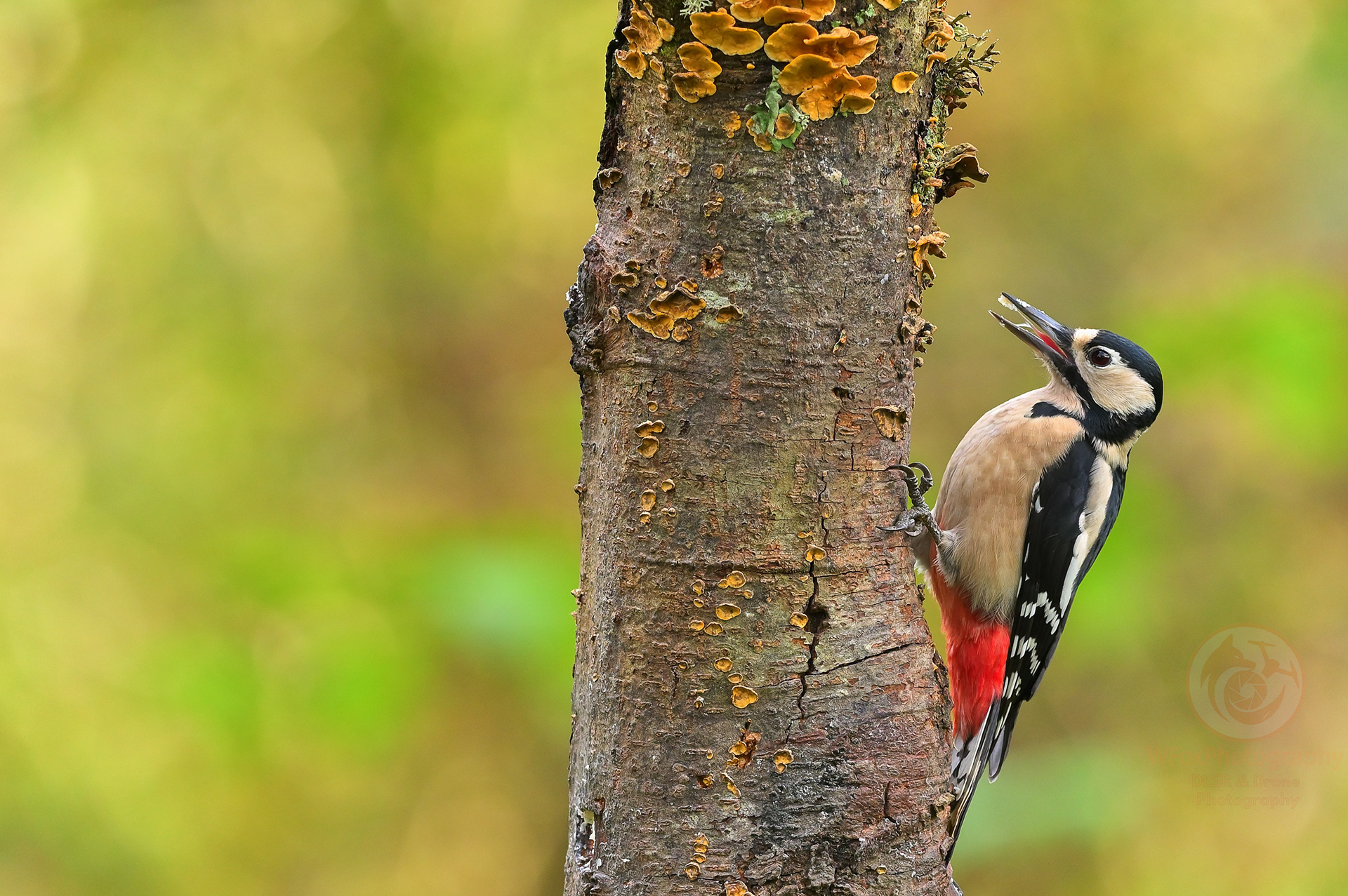 Woodpecker - Nikon D780 - Sigma 150-600mm