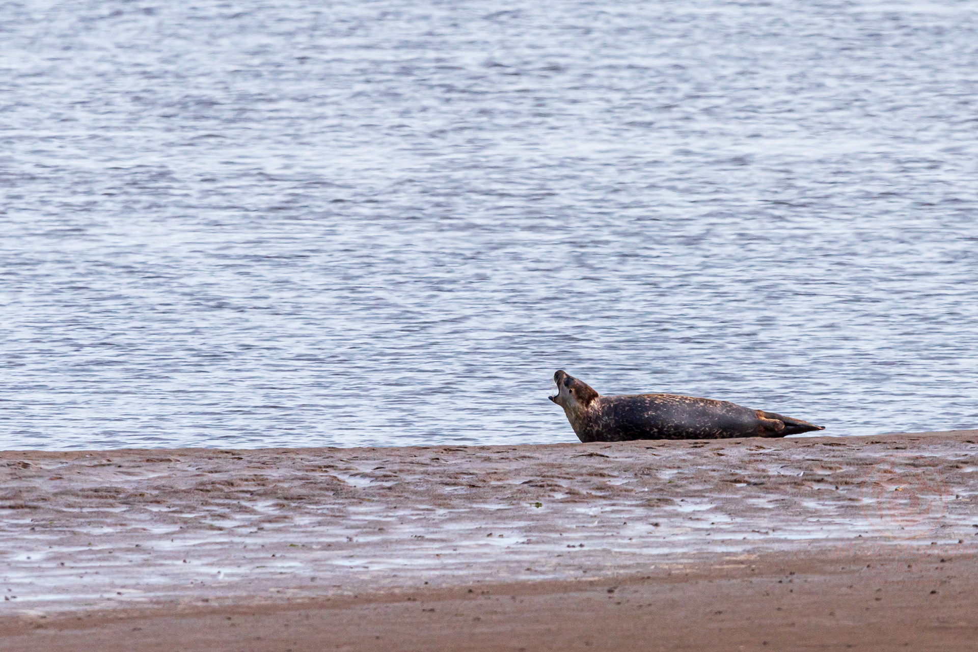 Seal - Nikon D780 - Sigma 150-600mm