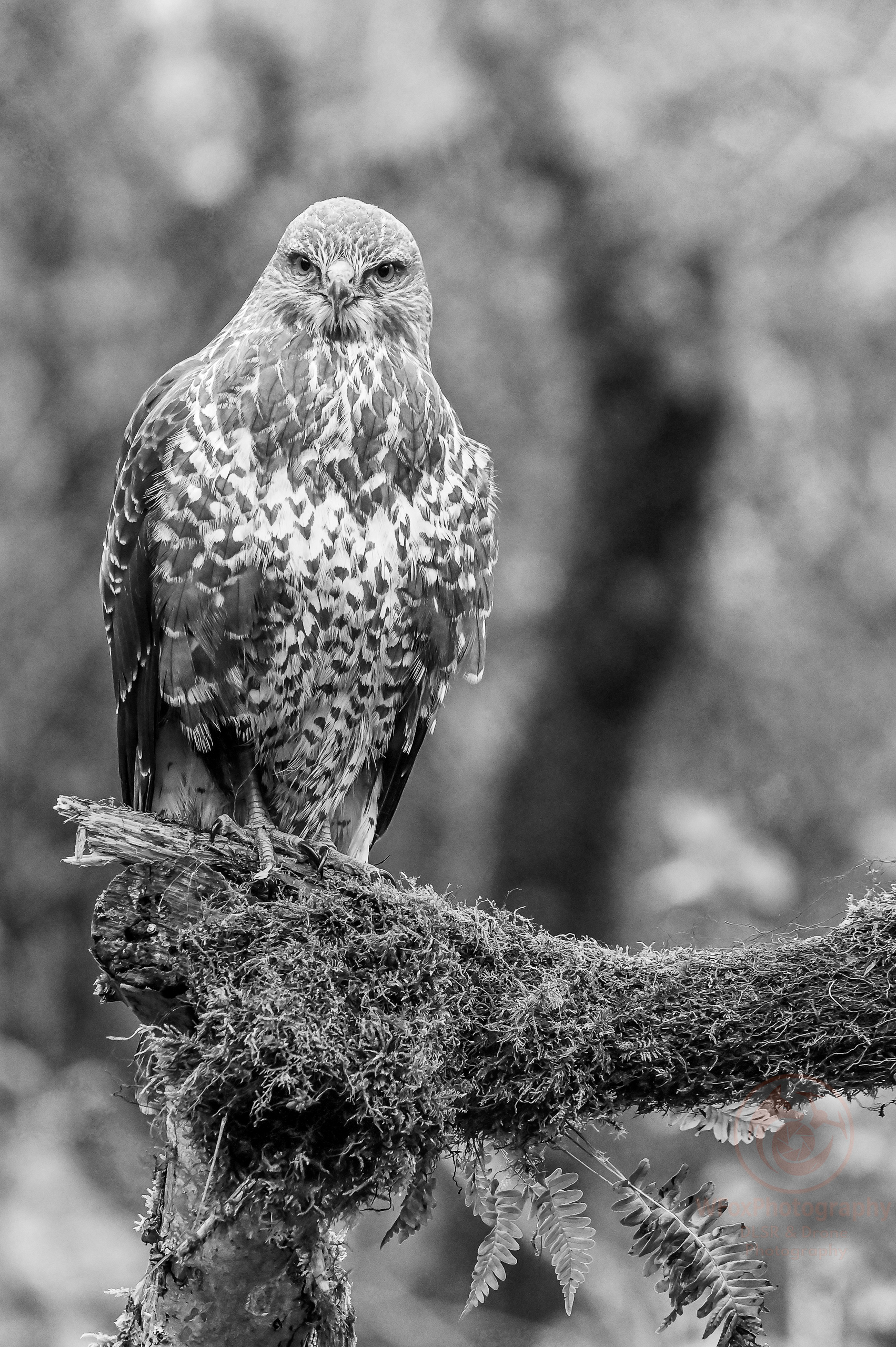 Buzzard - Nikon D780 - Sigma 150-600mm