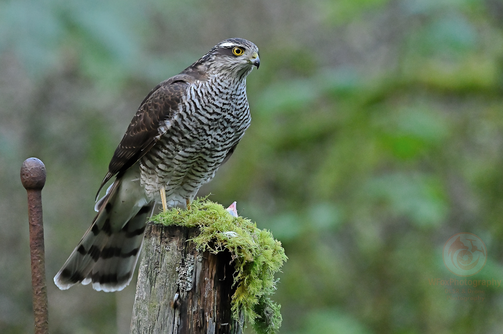 Female Sparrowhawk - Nikon D-780 - Sigma 150-600mm