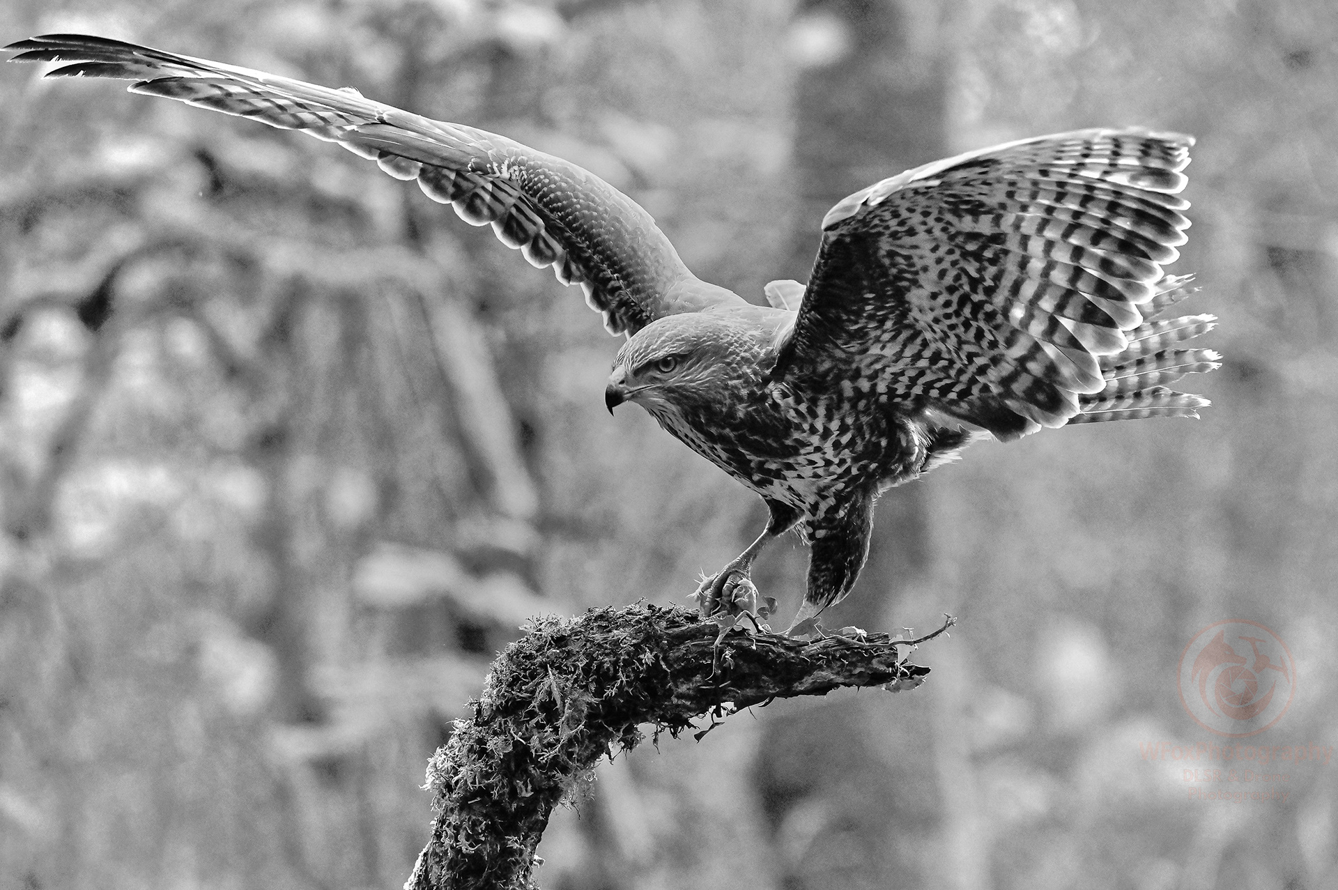 Buzzard - Nikon D780 - Sigma 150-600mm