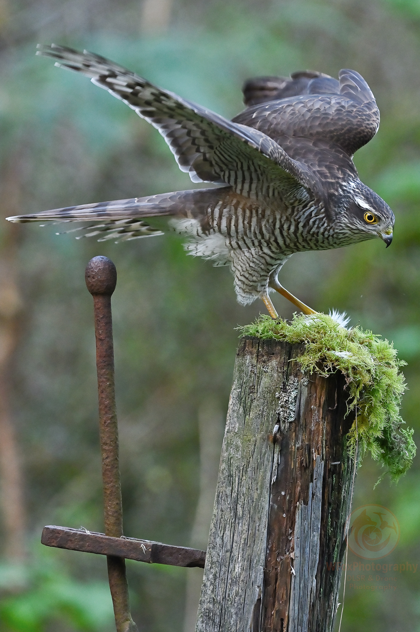 Female Sparrowhawk - Nikon D-780 - Sigma 150-600mm