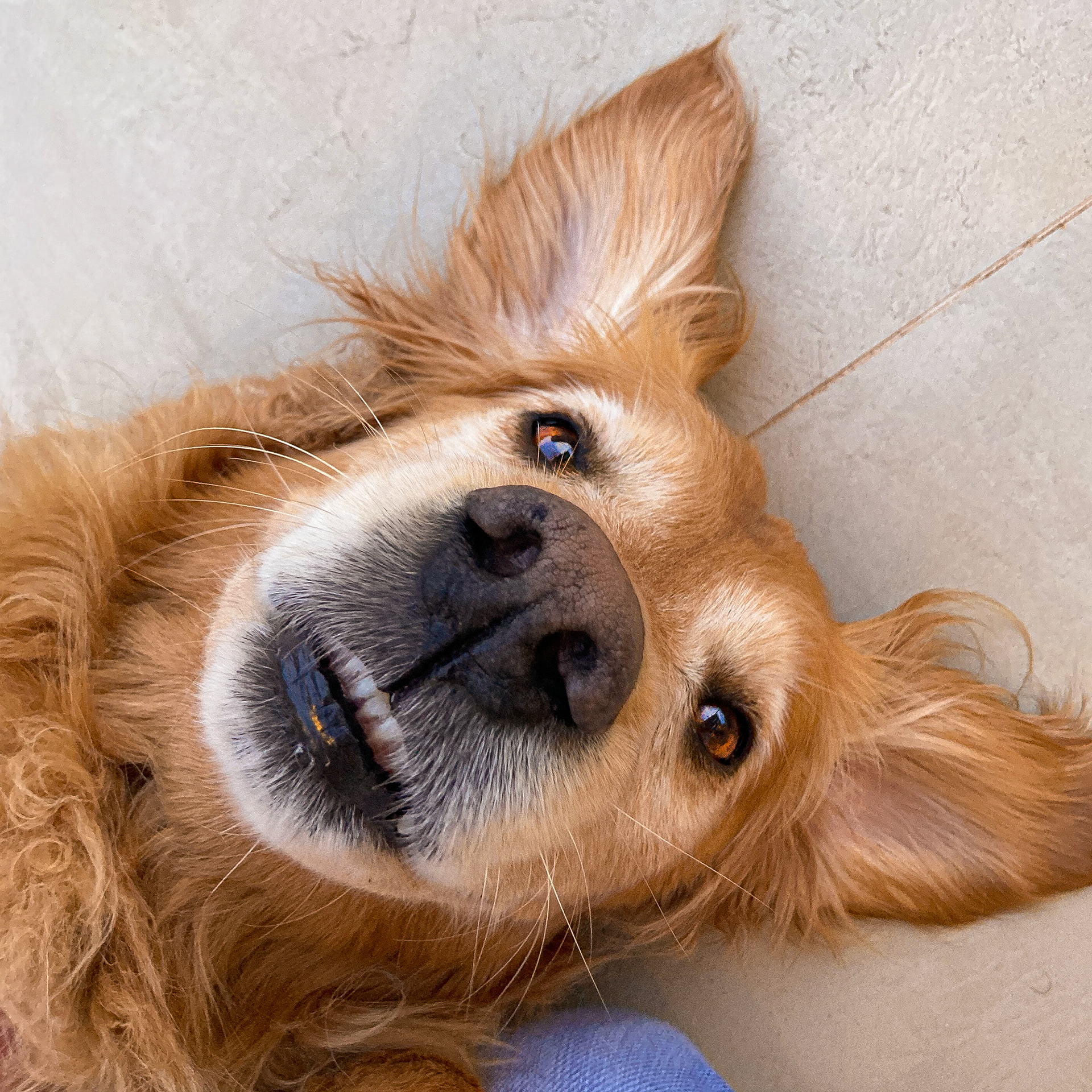 Life as a travel dog is good.