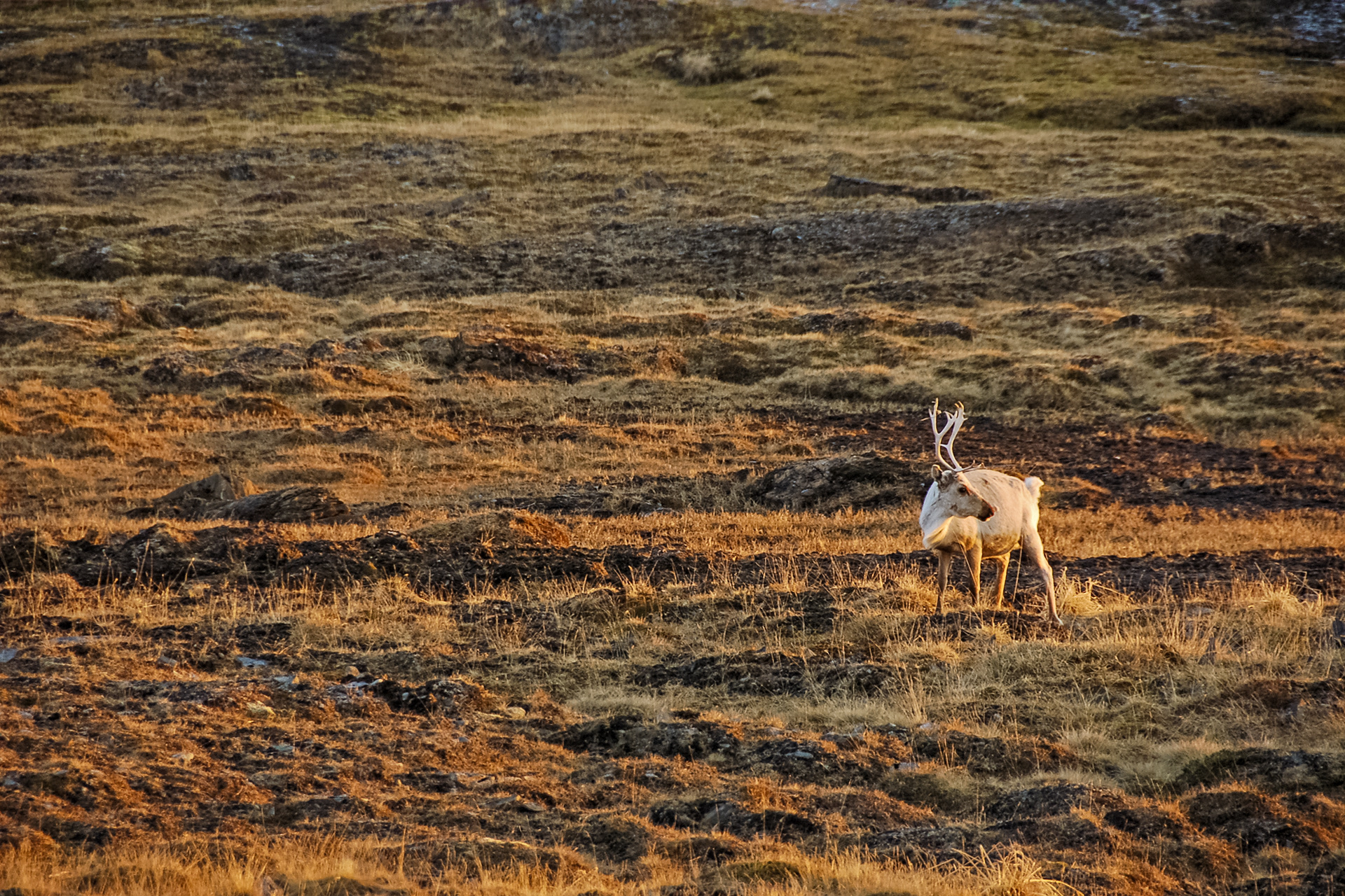 North Cape, Norway, May 2010