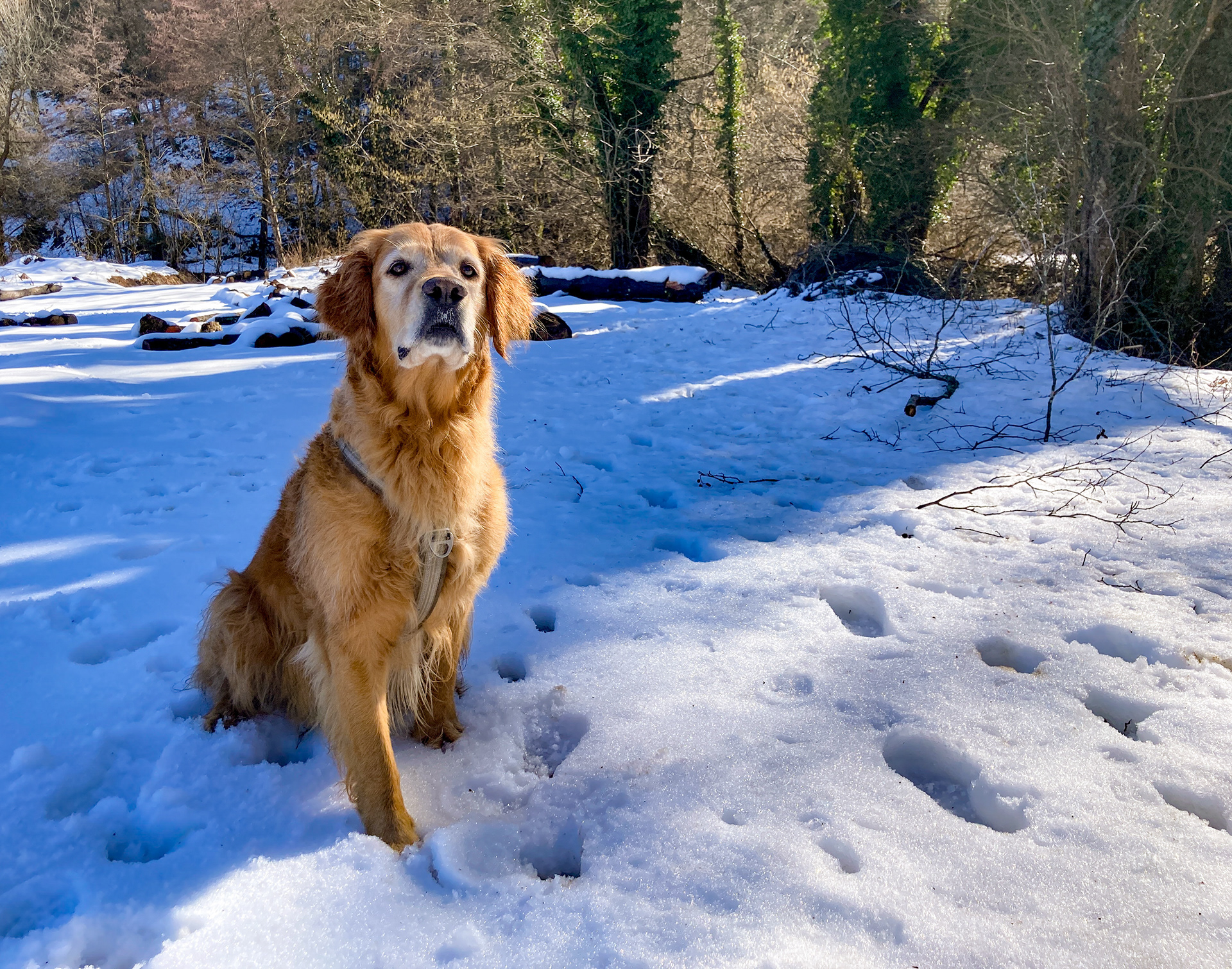Waiting for the next snowball in Slovenia // February 2026