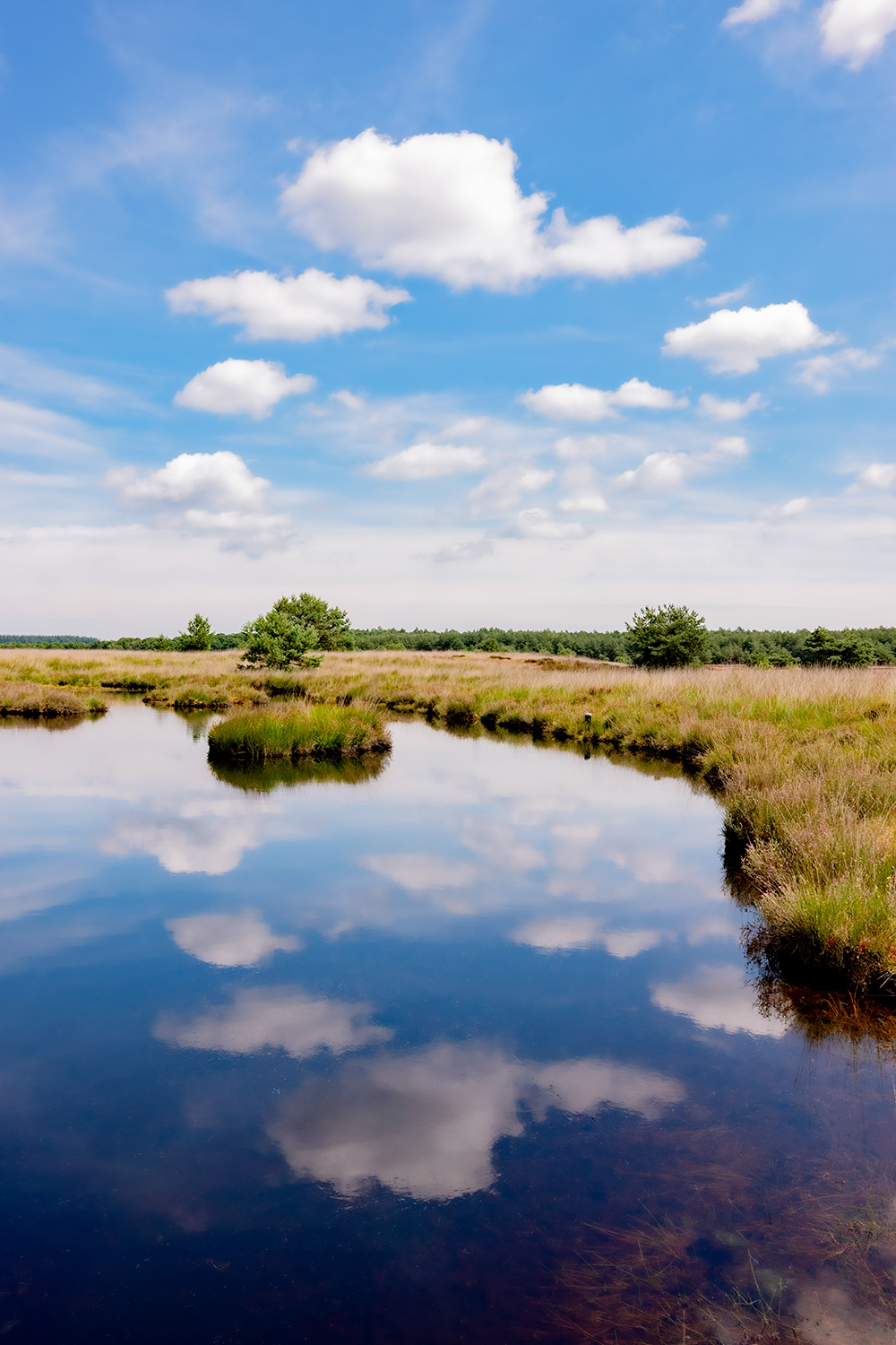 De Hoge Veluwe, the Netherlands // July 2025