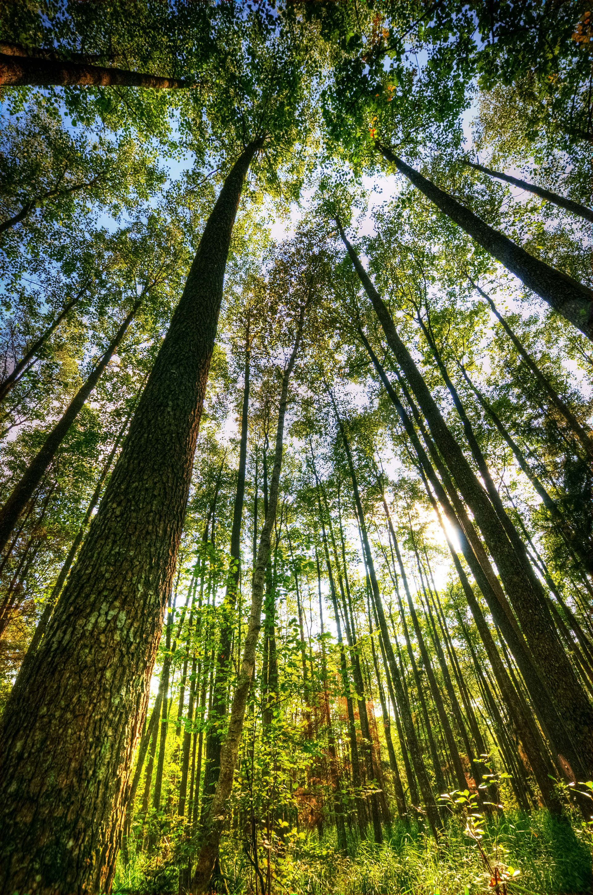 Biełaviežskaja Pušča, Belarus, September 2014