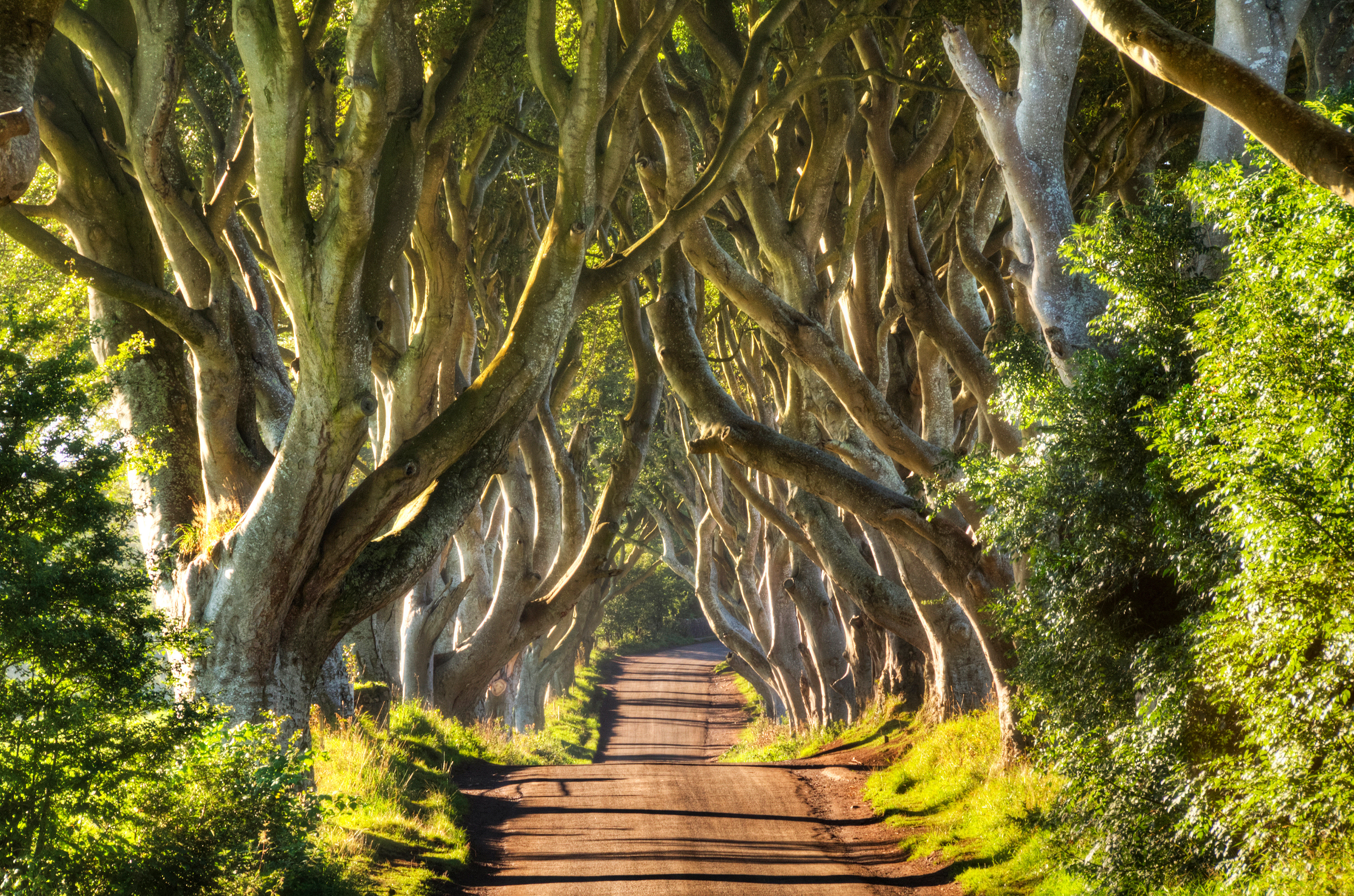 The Dark Hedges, Northern Ireland, UK, August 2016