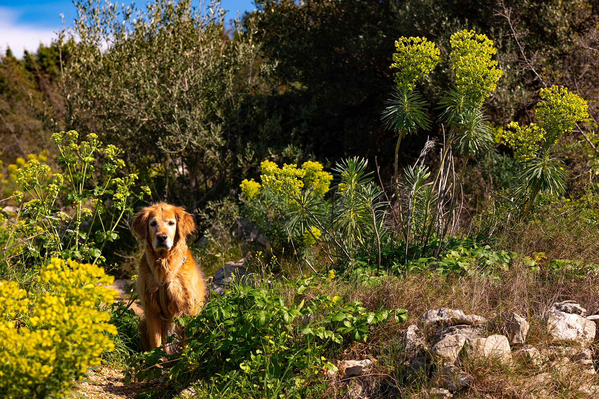 Enjoying the local flora in Greece.