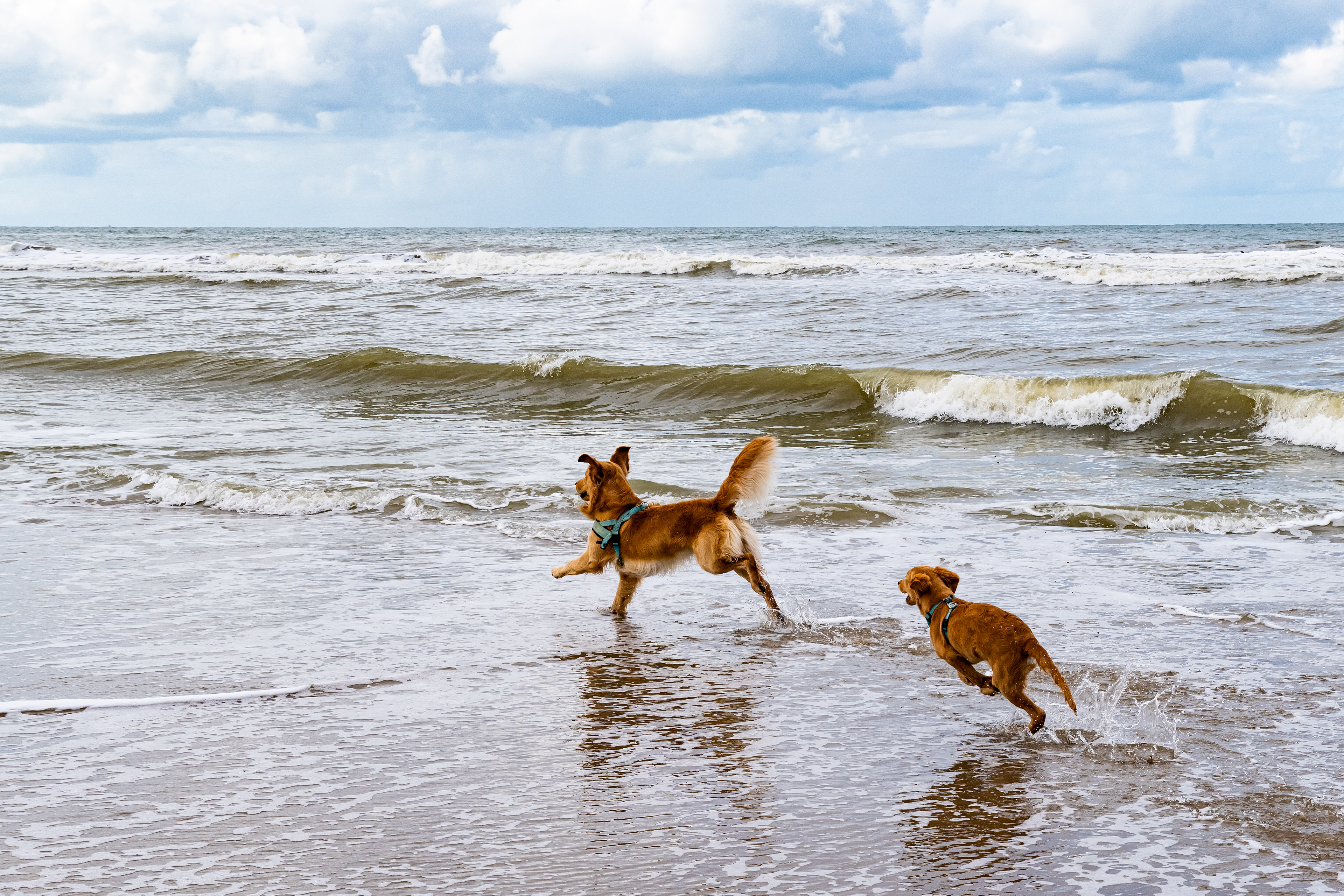 Playing with my big friend Linus in the North Sea when I was a couple of months old
