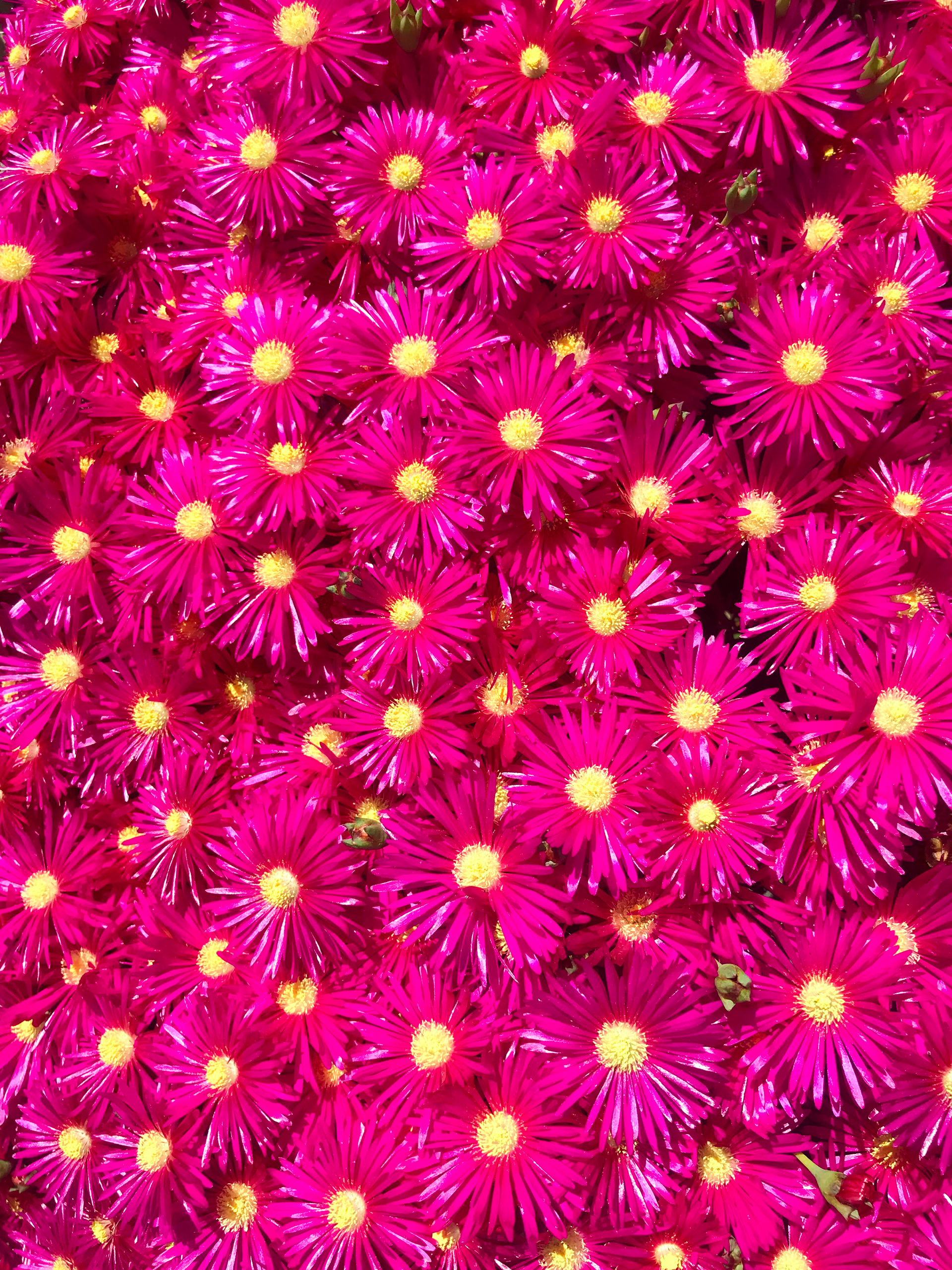 Pacific Grove | California