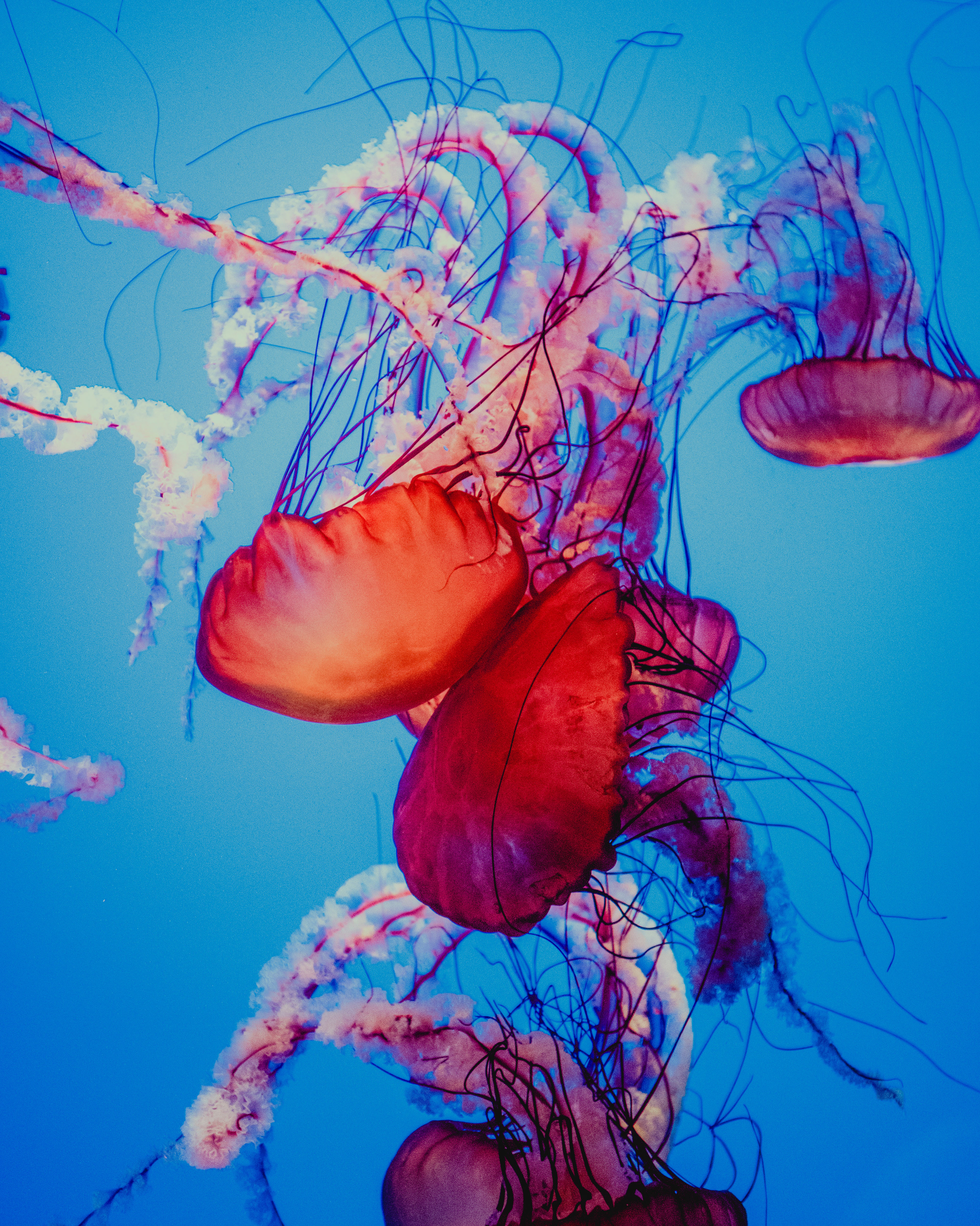 Monterey Bay Aquarium | California