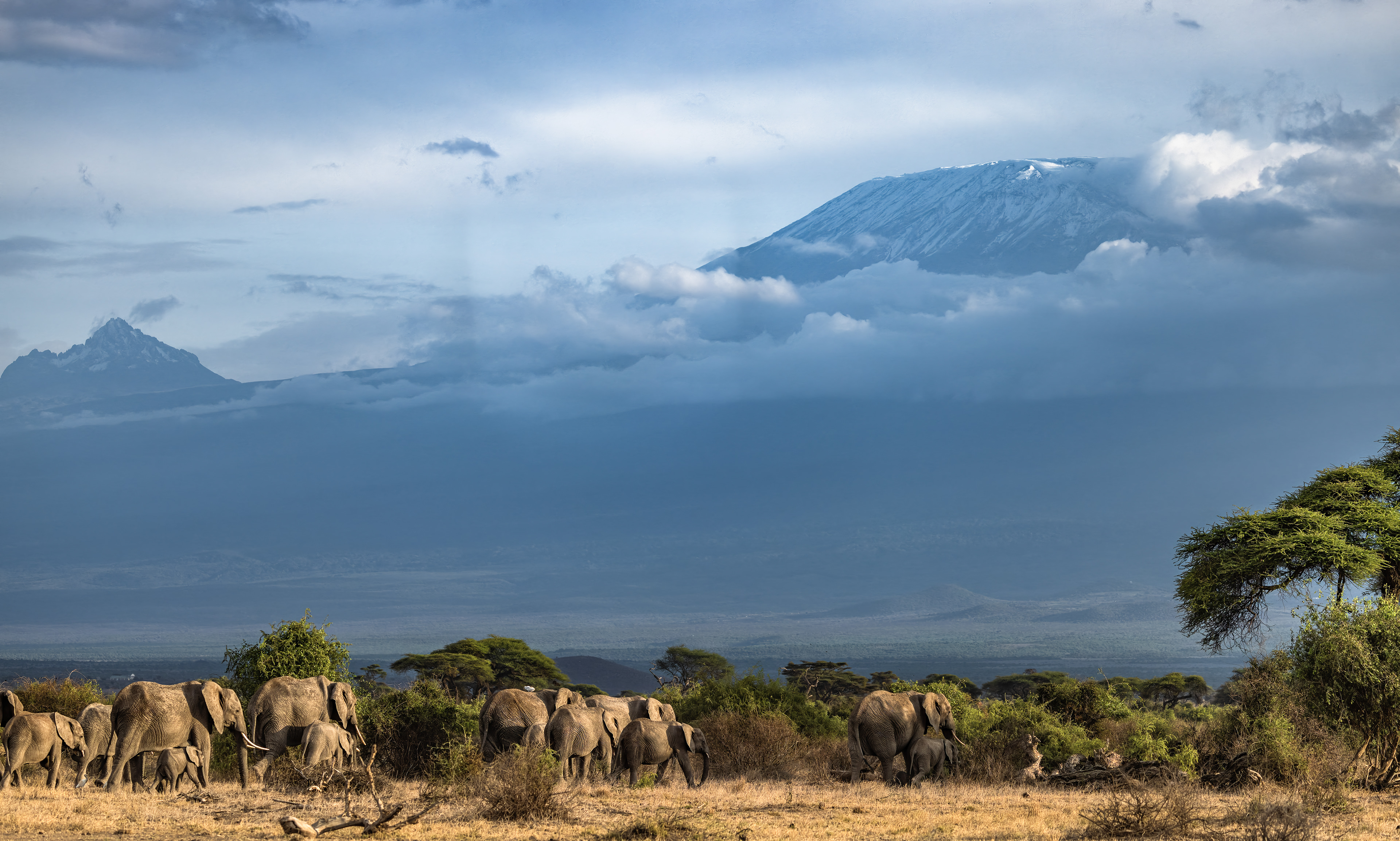 Elephants and Mt Kilimanjaro
