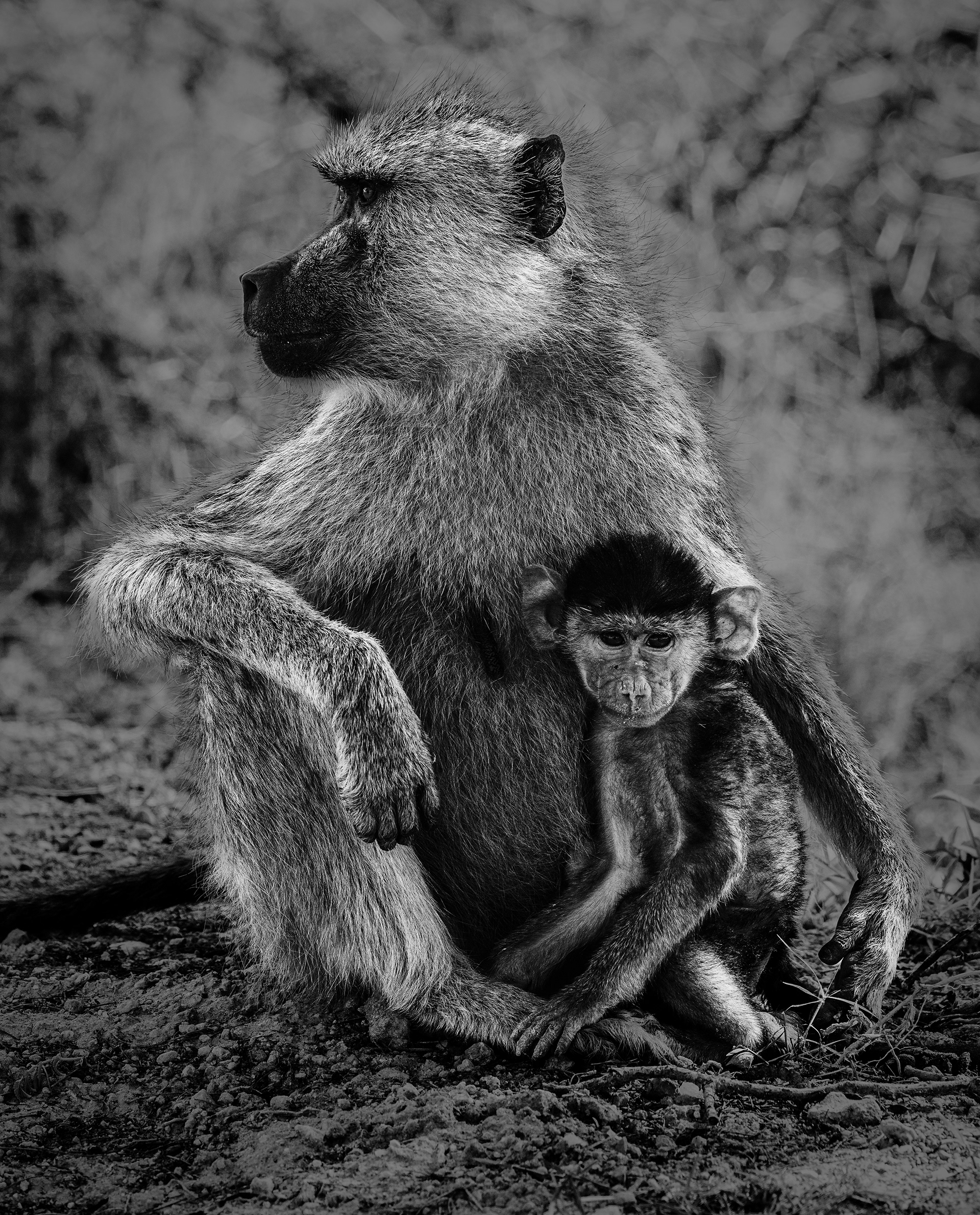 Baboon with child