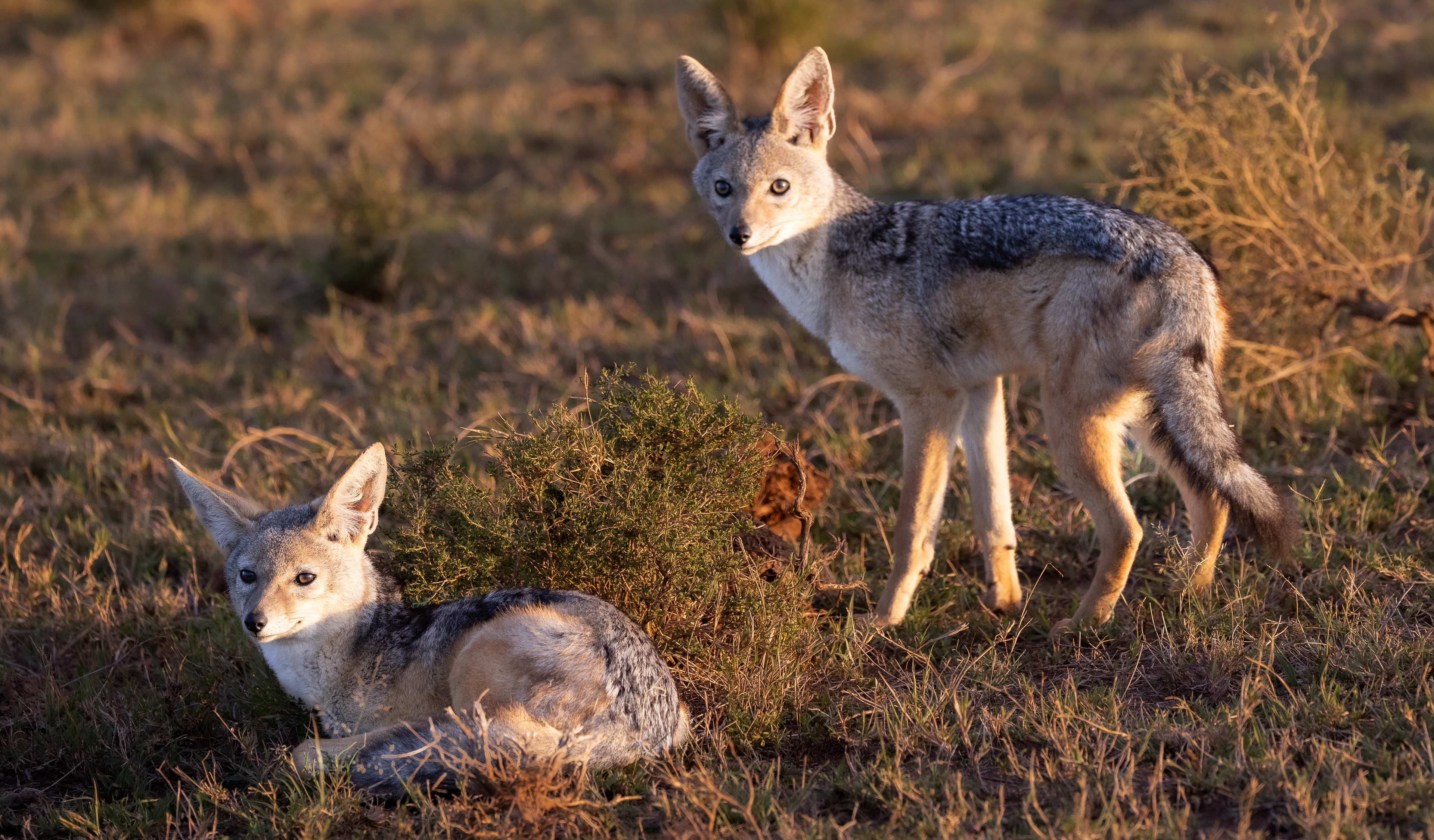 Black Back Jackal Family