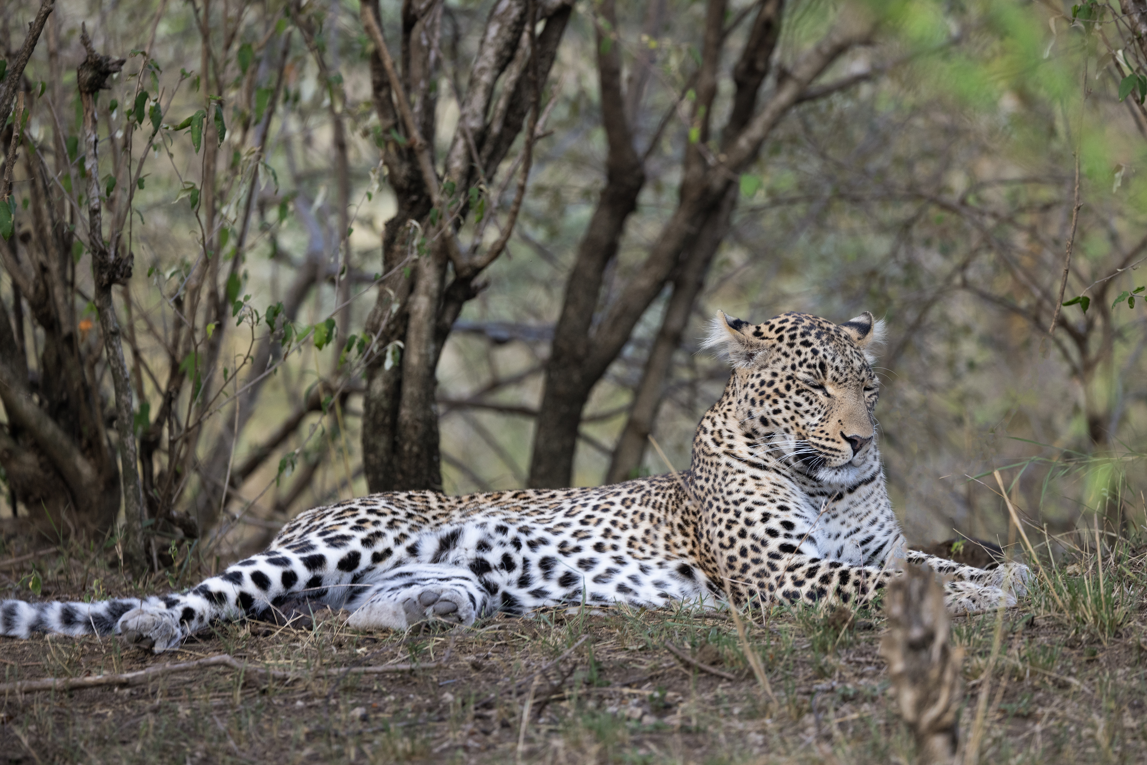 Leopard nap