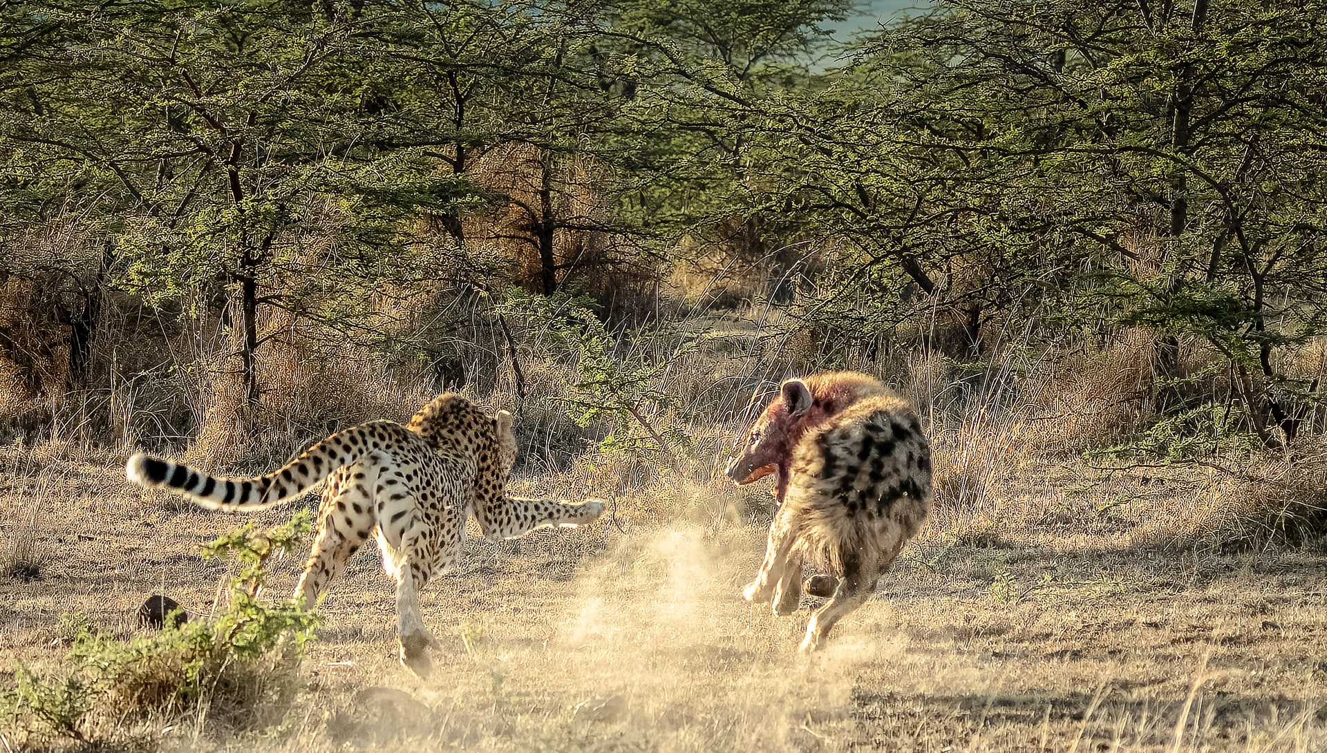 The chase