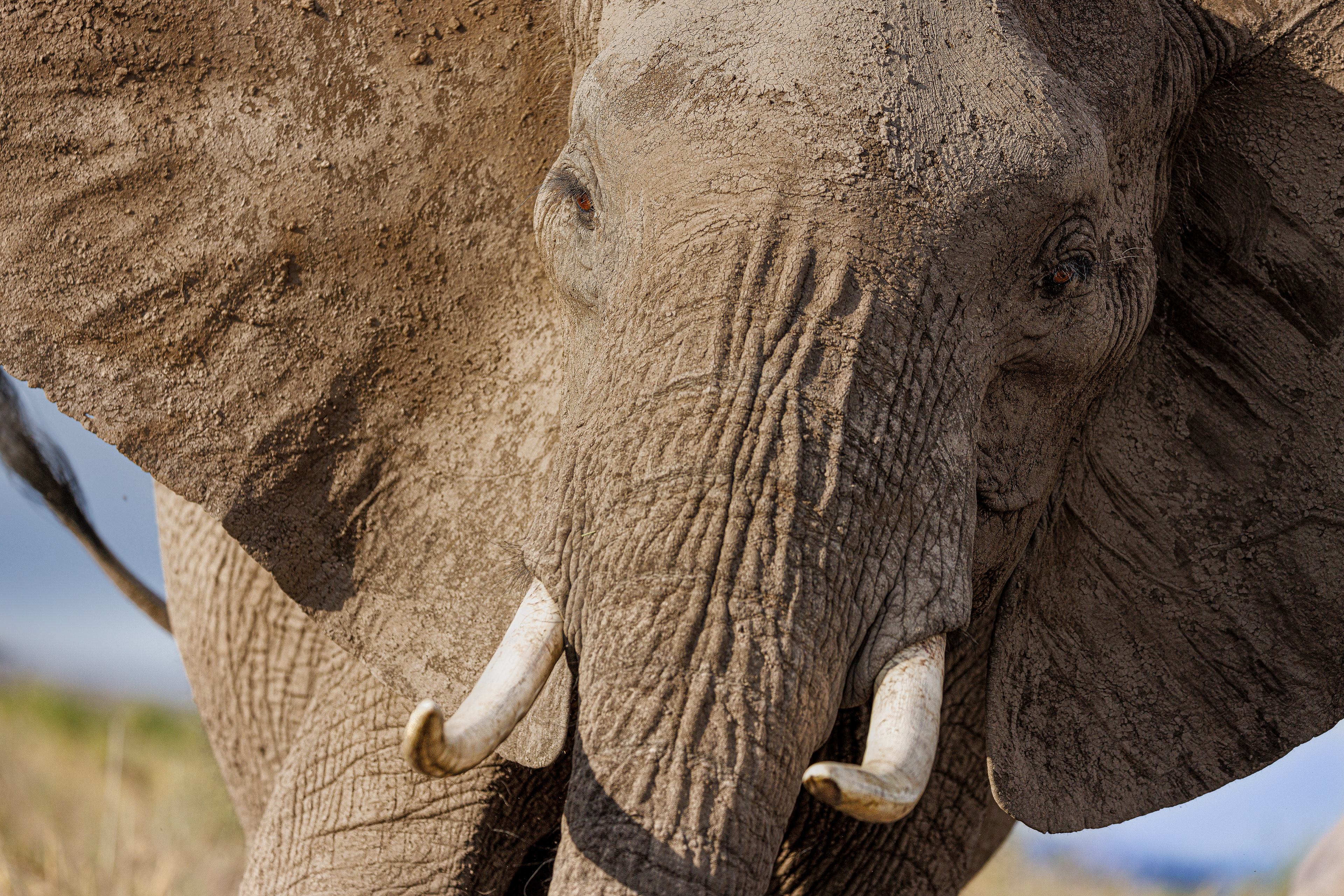 Very upset, so I had to move swiftly with my camera in my back taking this closeup