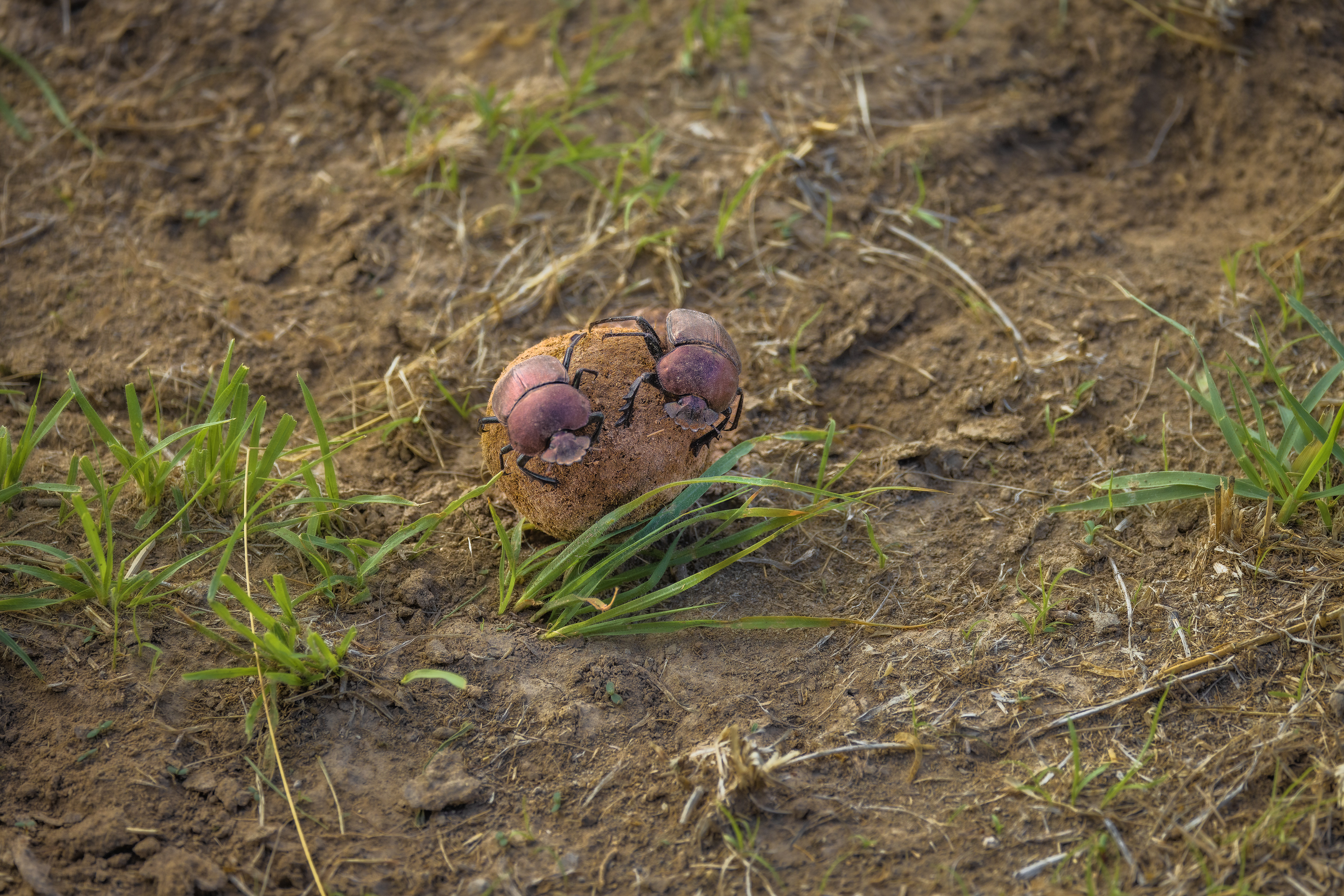 Dung Beetles