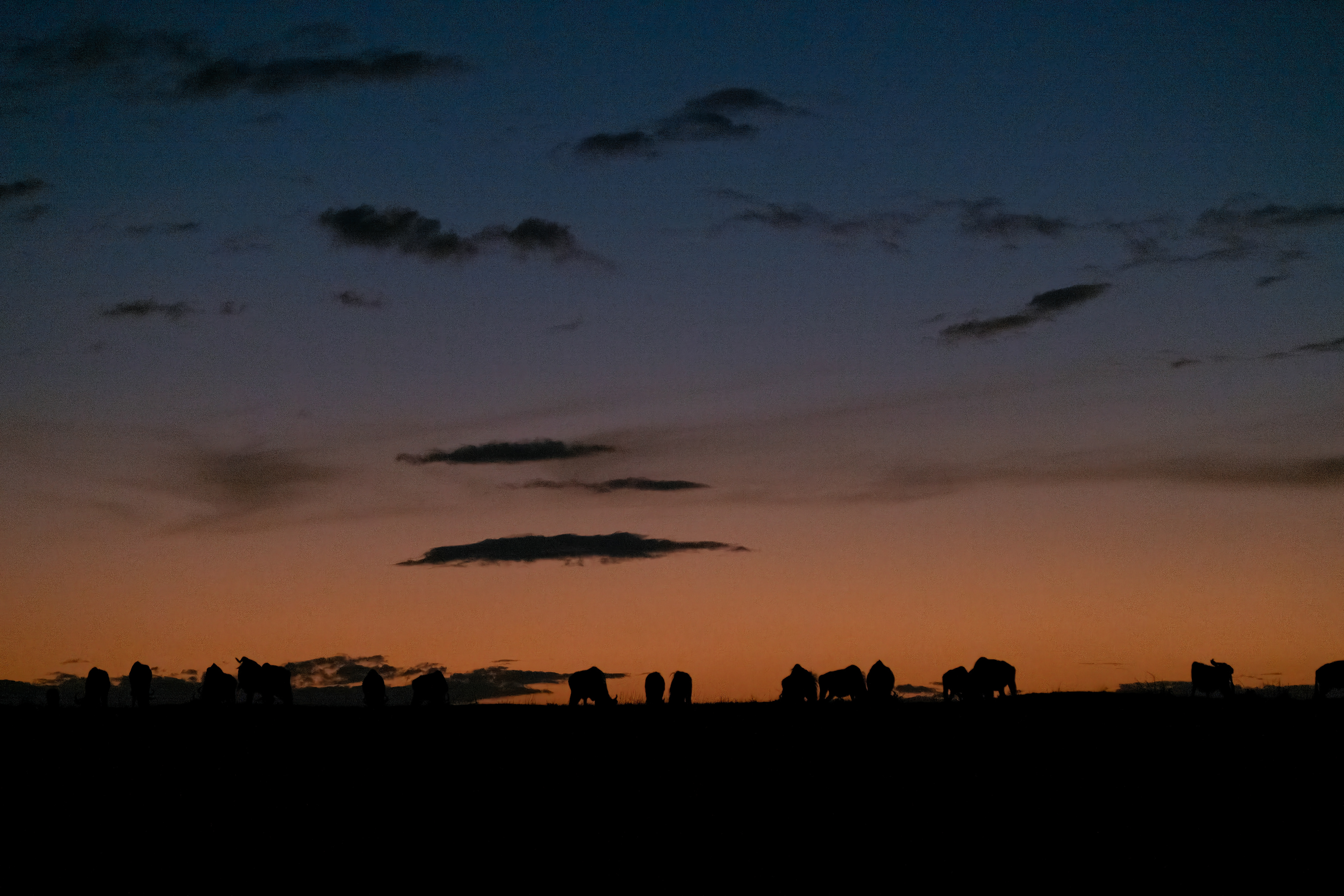 Water Buffalo at sunset