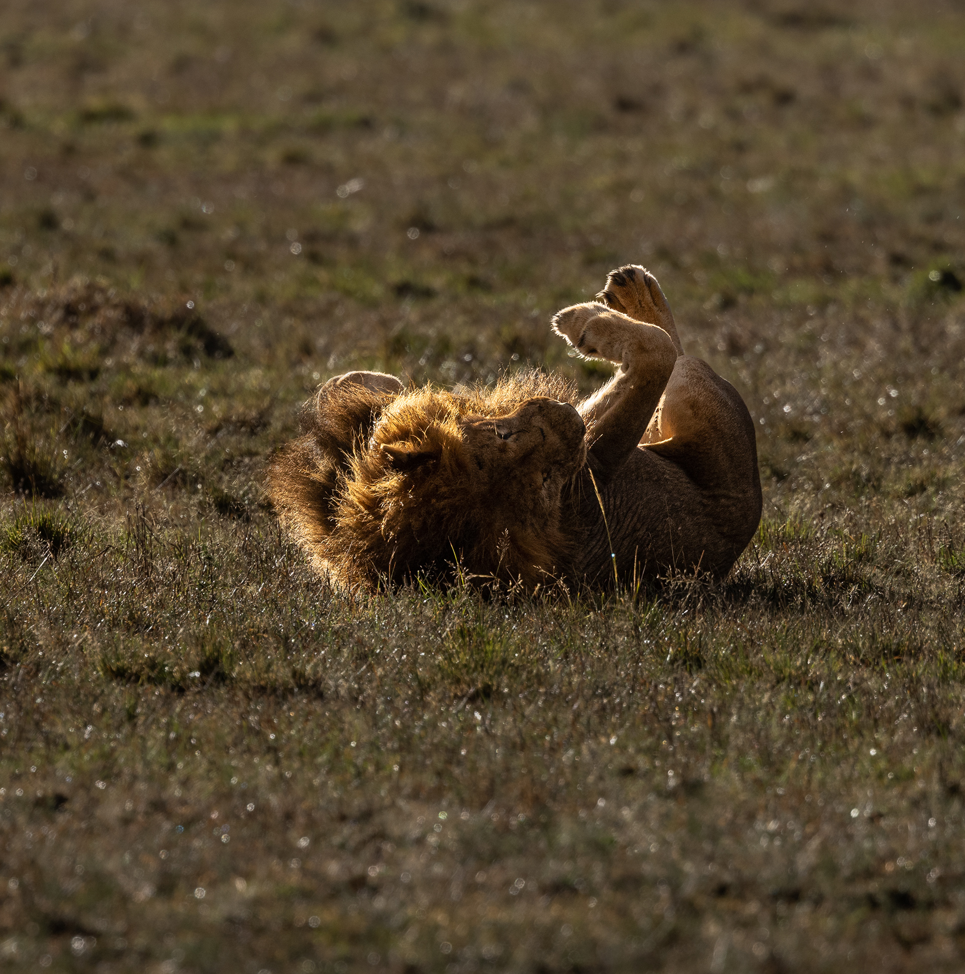 "Wait a minute--I got an itch".