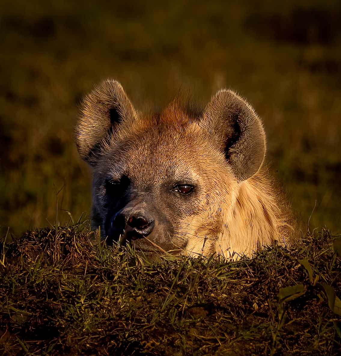 Hyena hello