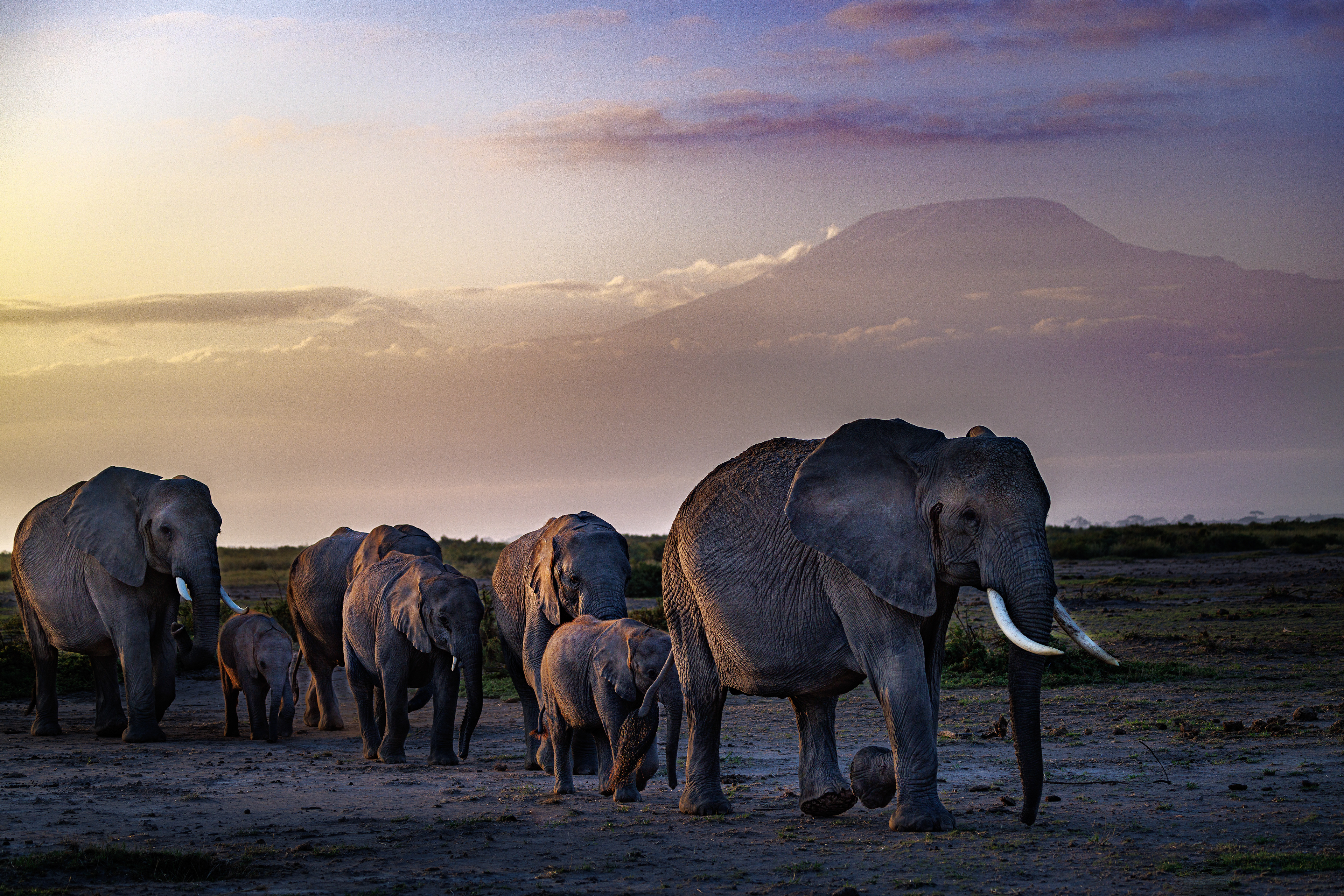 Morning walk by Mt Kilimanjaro