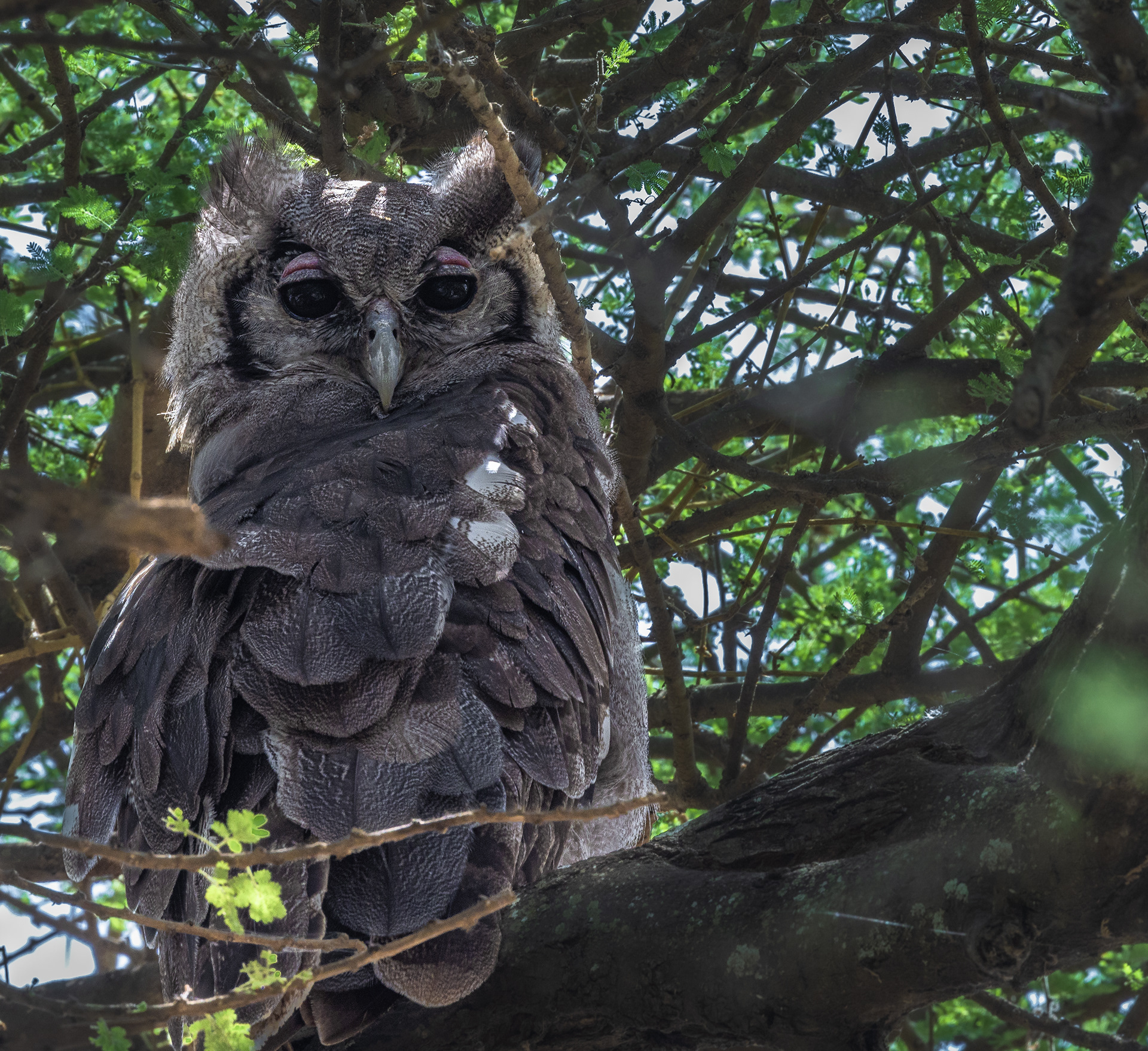Verreaux's Eagle-Owl