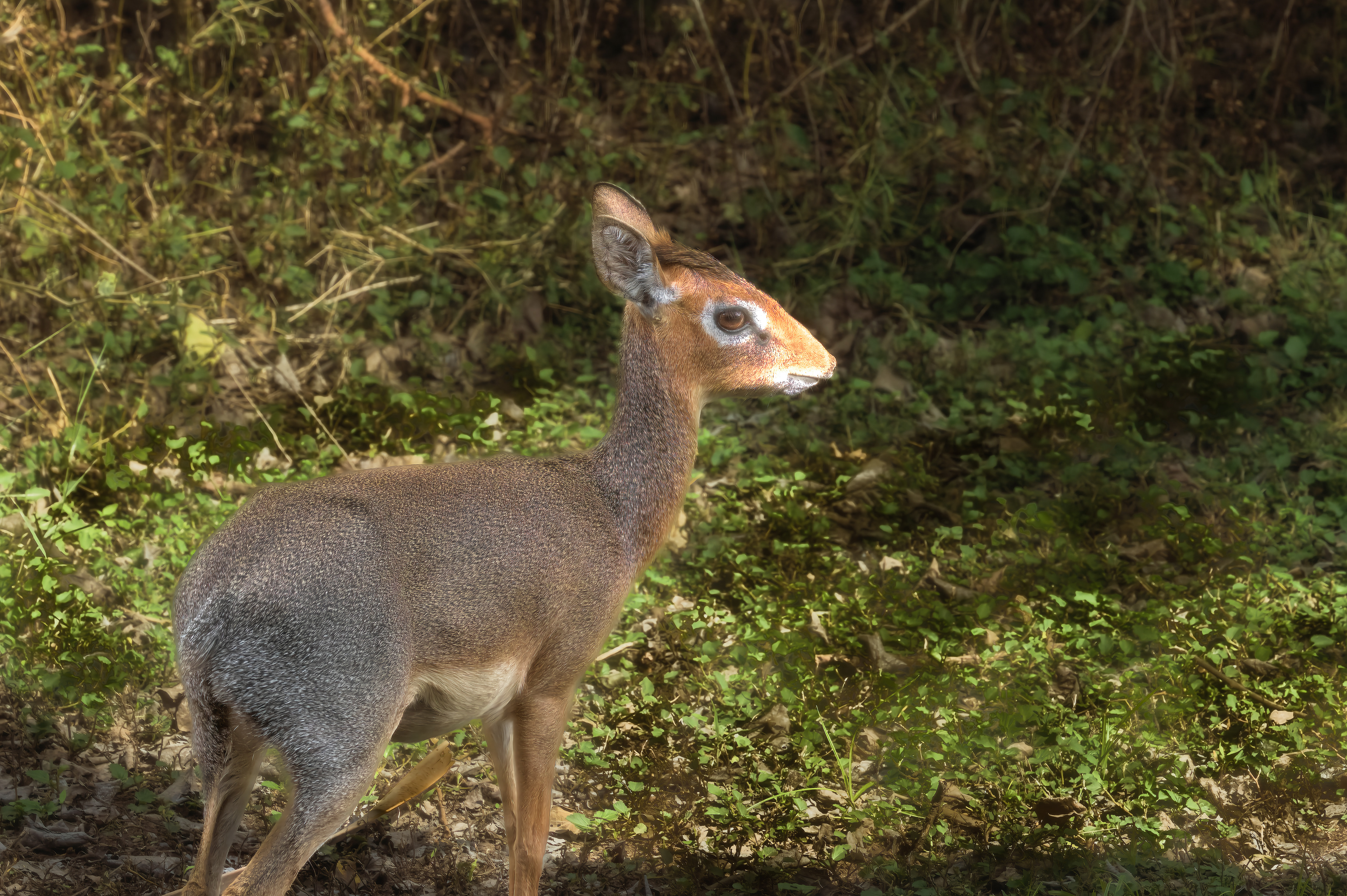 Dik Dik