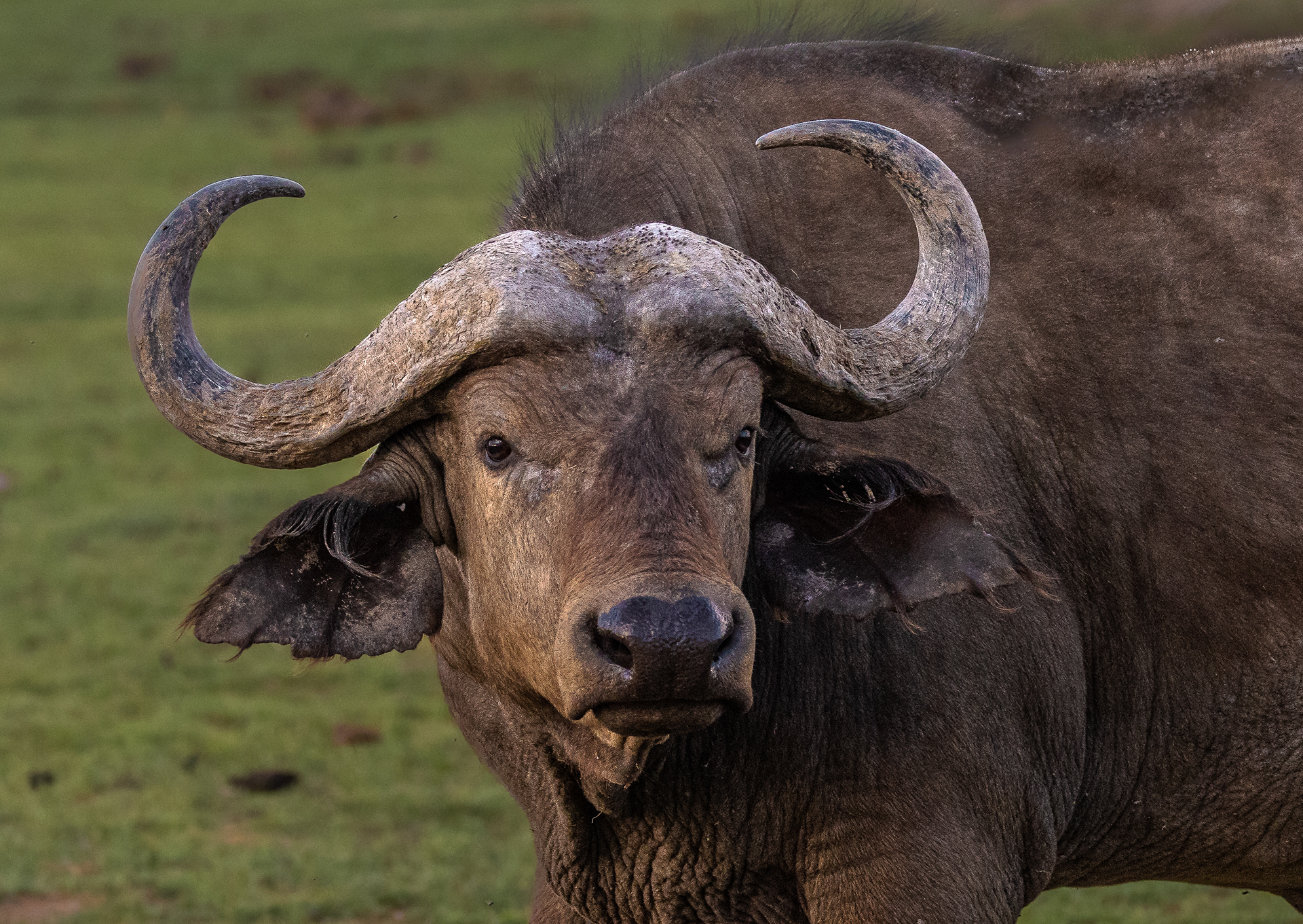 Water Buffalo