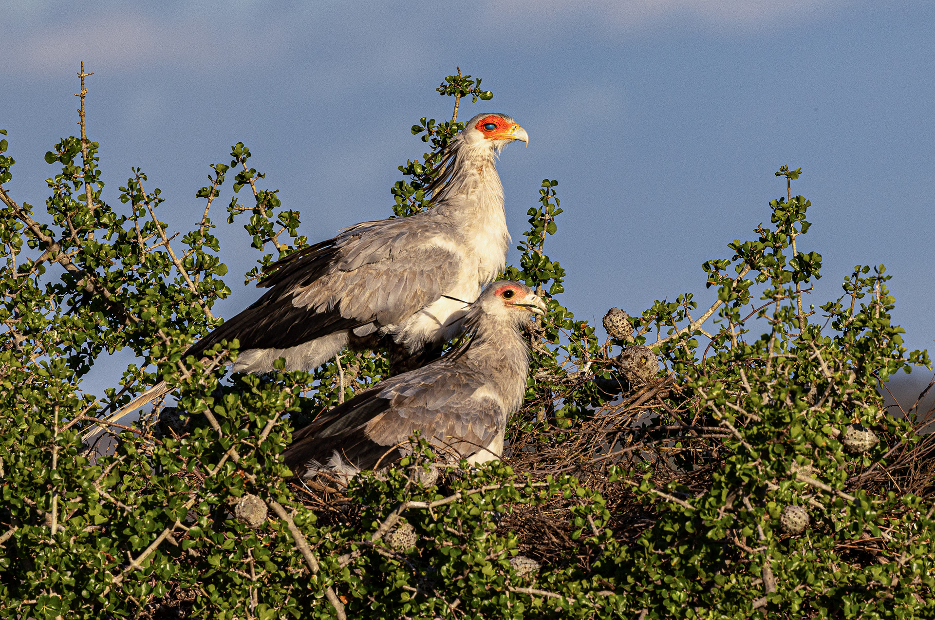 Secretary Bird