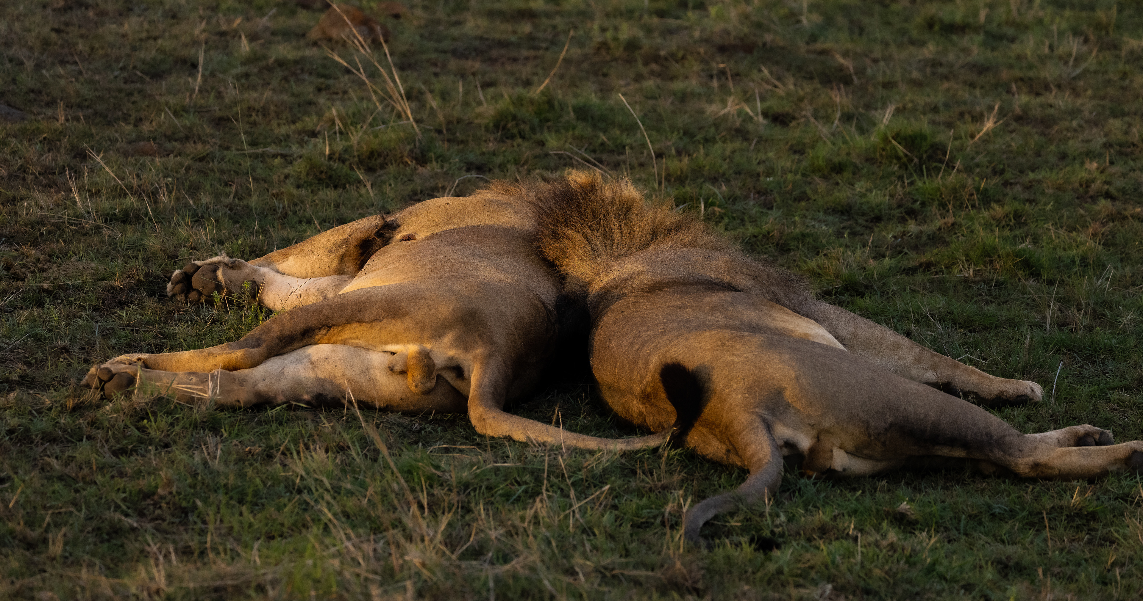 His brother shows up for a nap from the kids.l