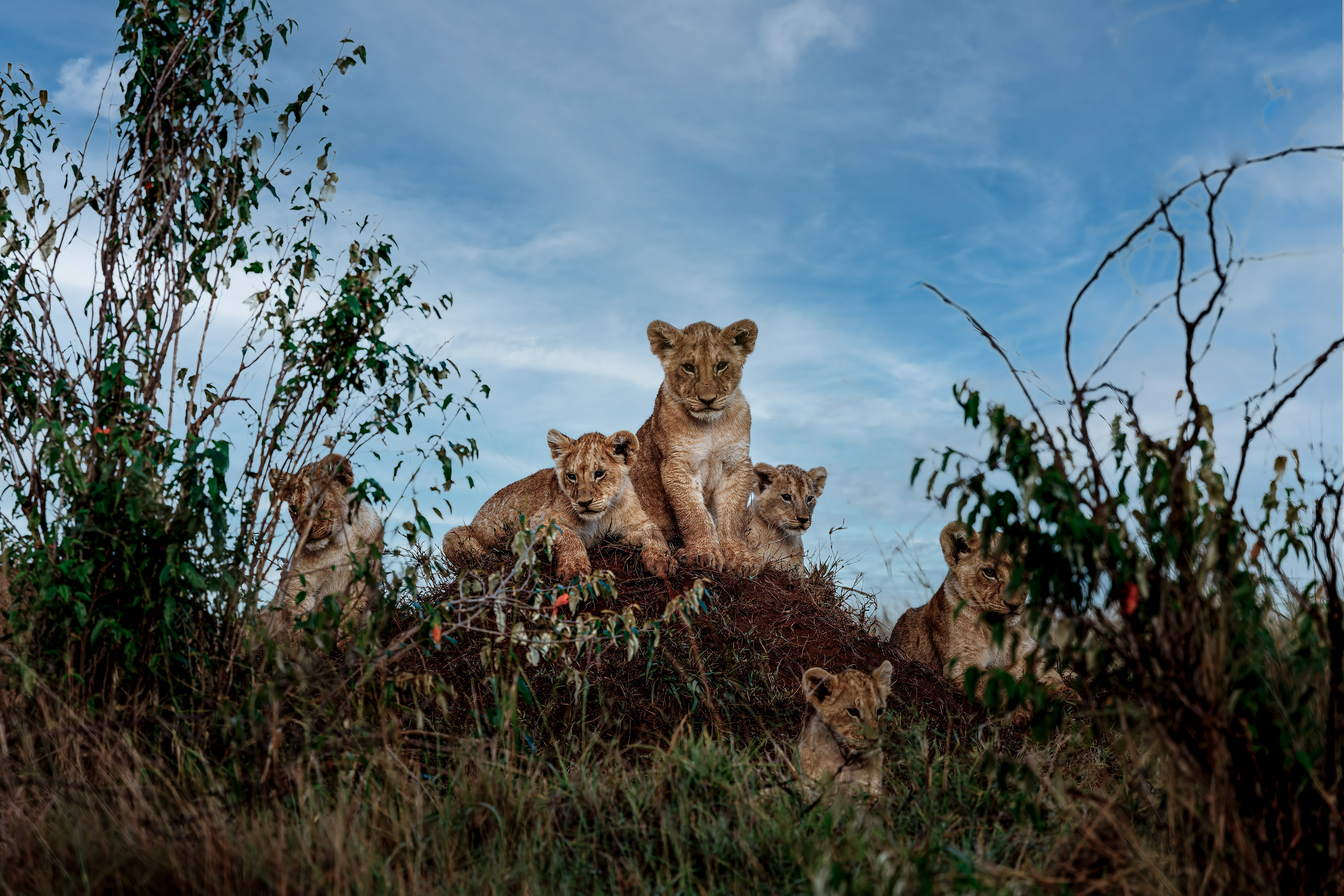 King on the termite mound