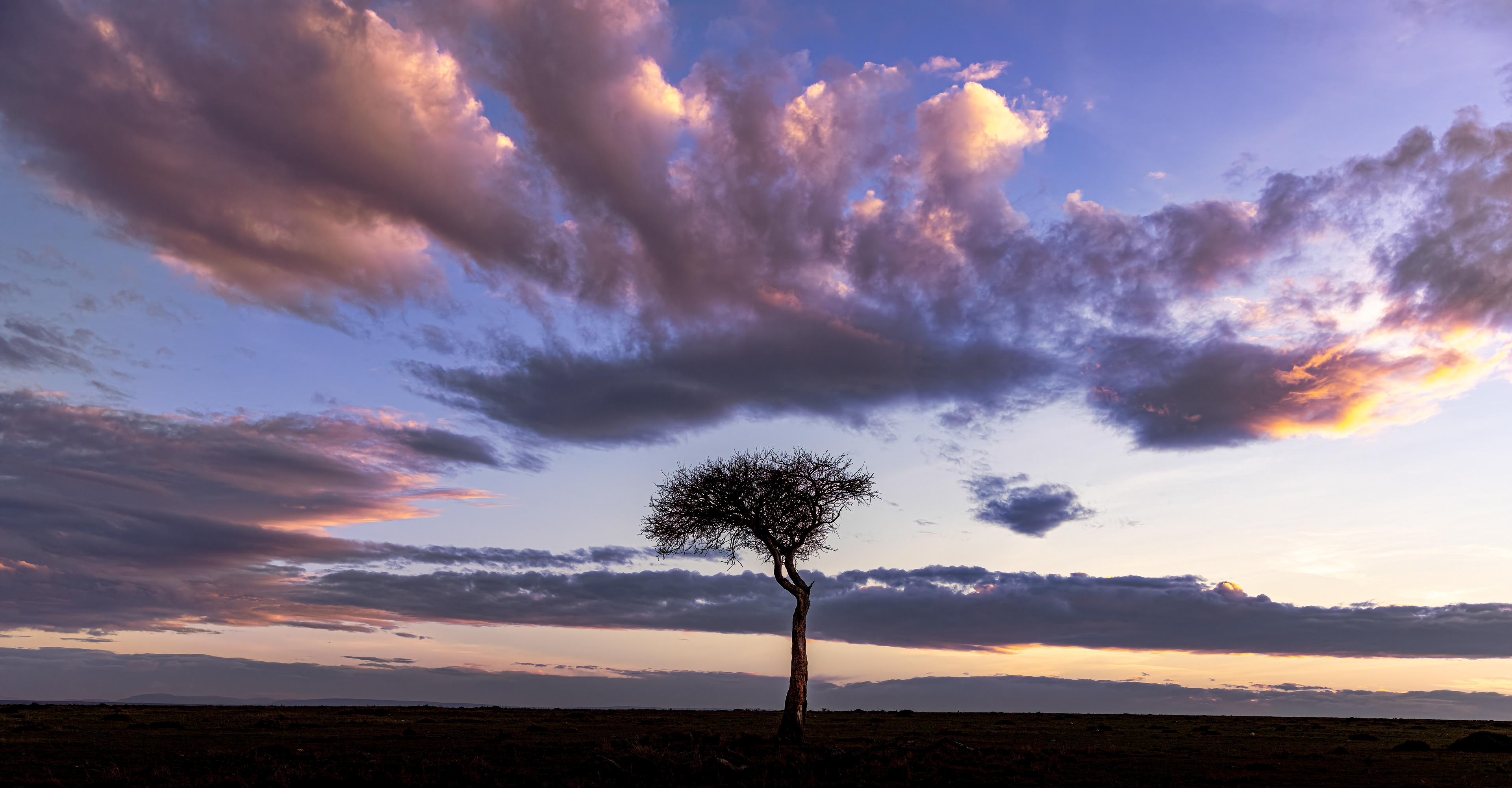 Acacia tree at sunset