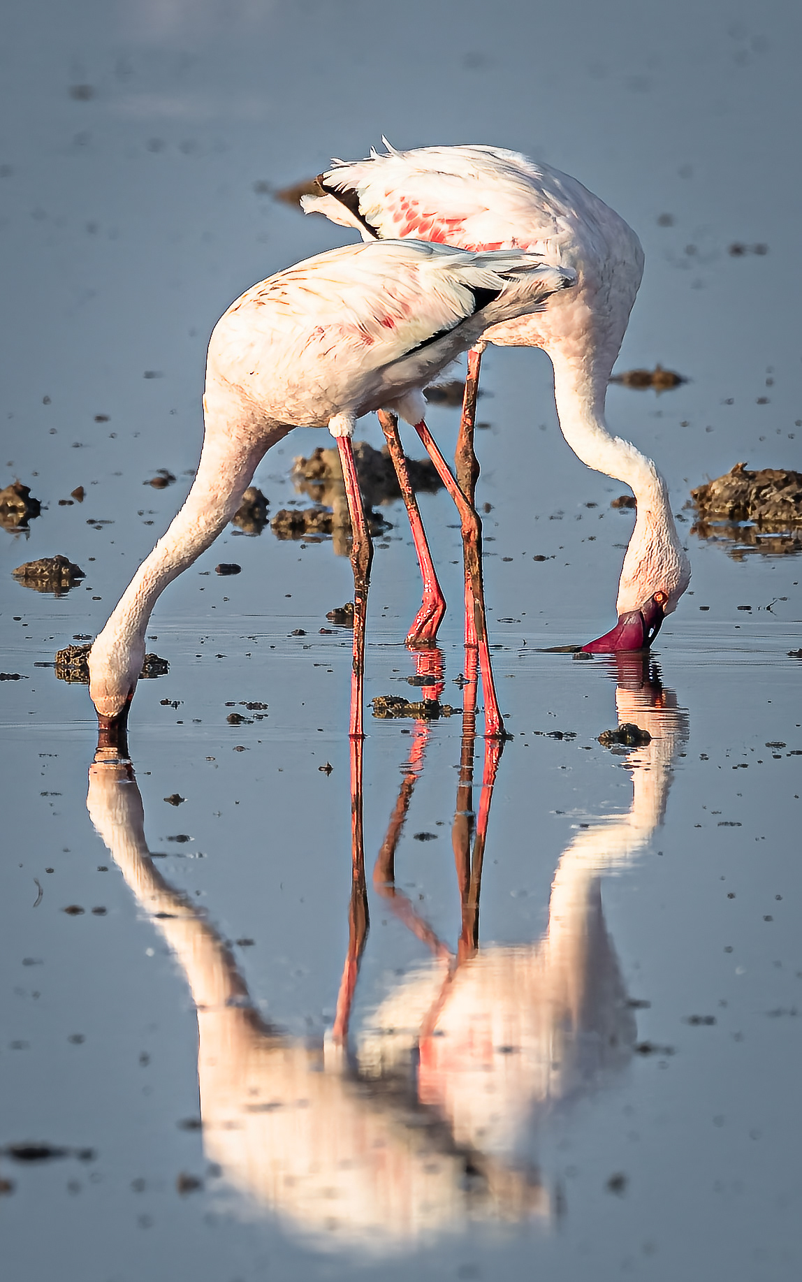 Pink Flamingos