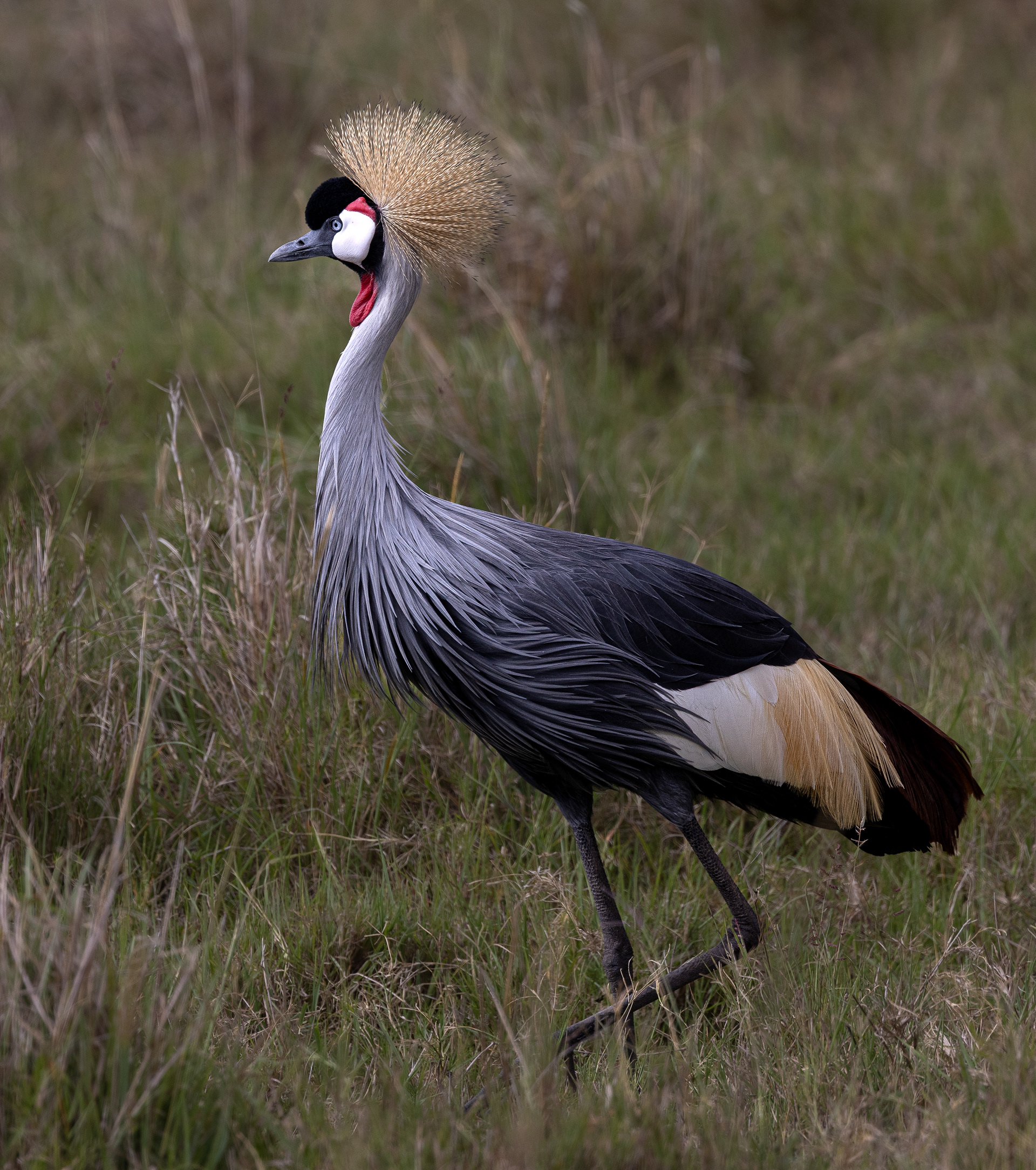 Gray Crown Crane