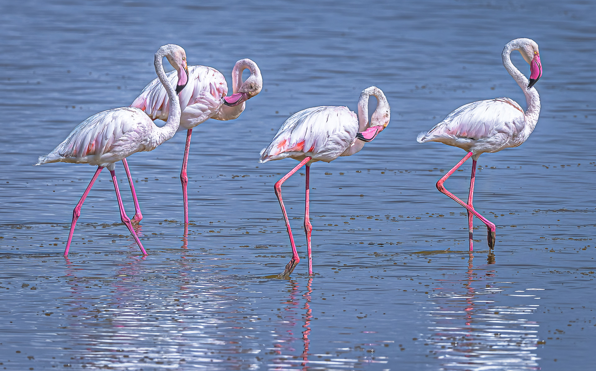 Pink Flamingos x4