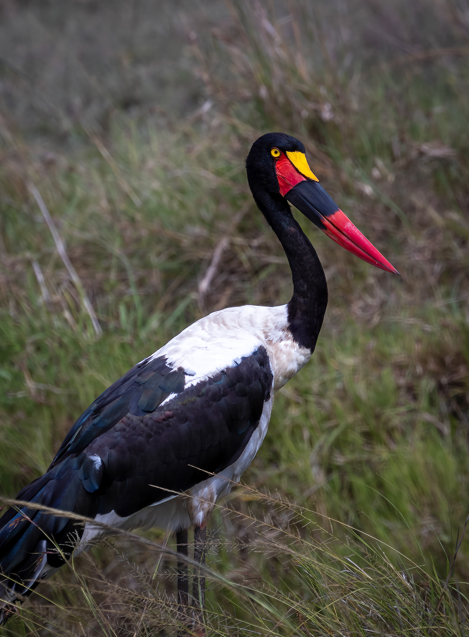 Saddle-billed Stork