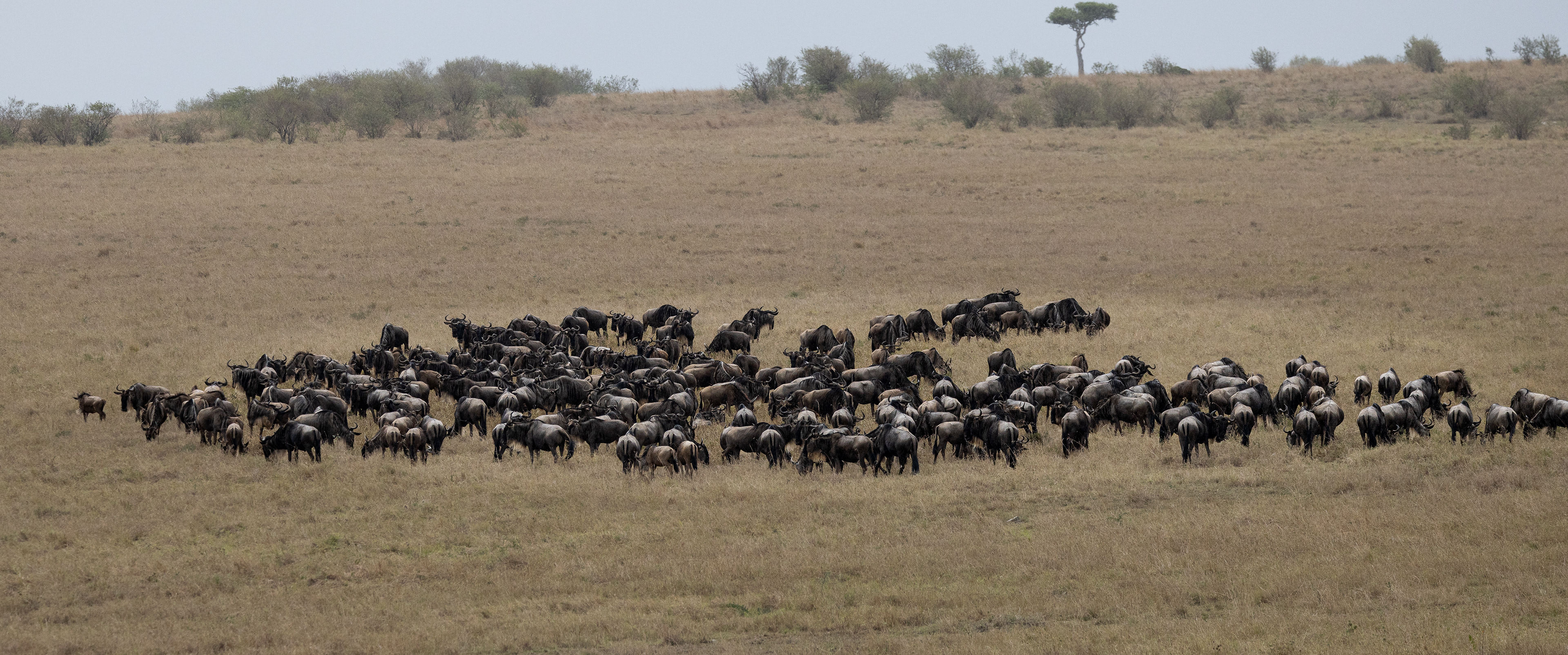 Wildebeest Herd