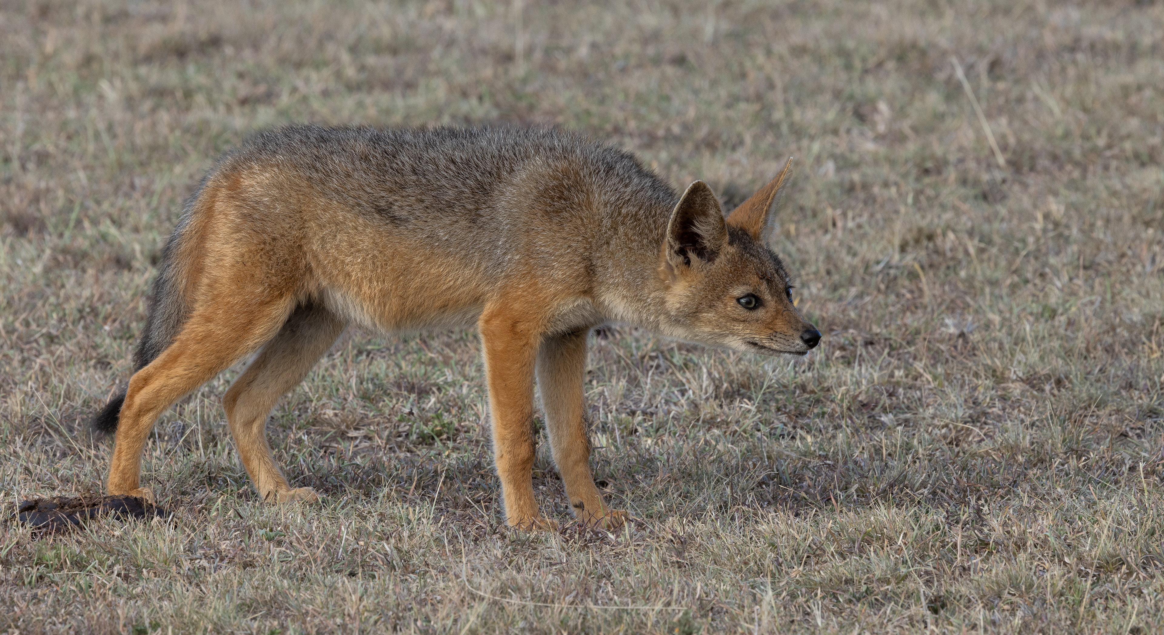 Black Back Jackal