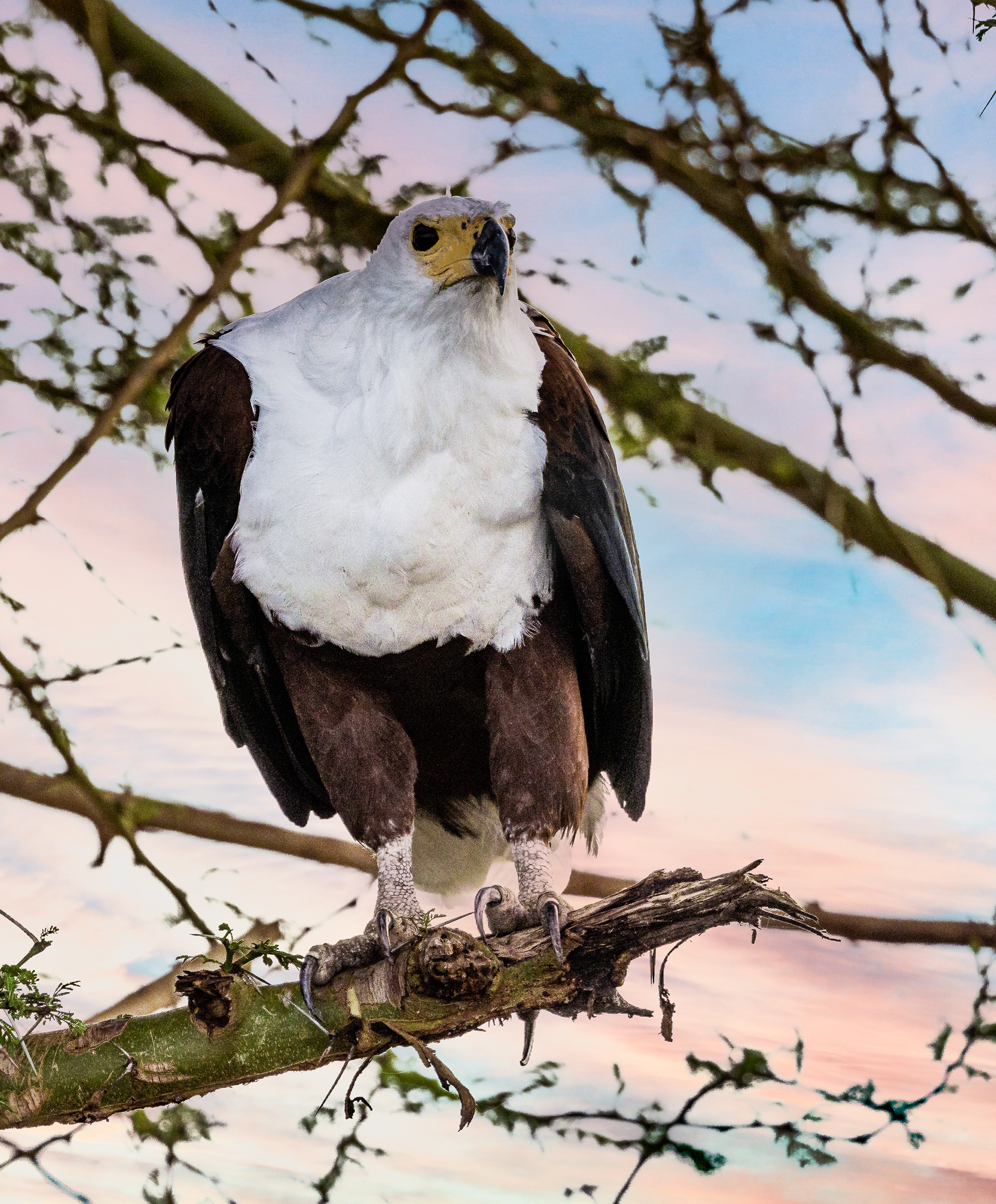 African Fish Eagle