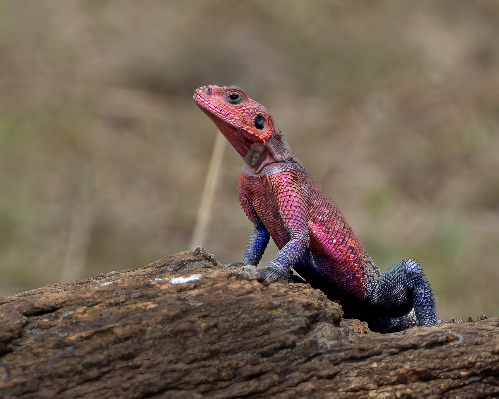 Agamas Lizard