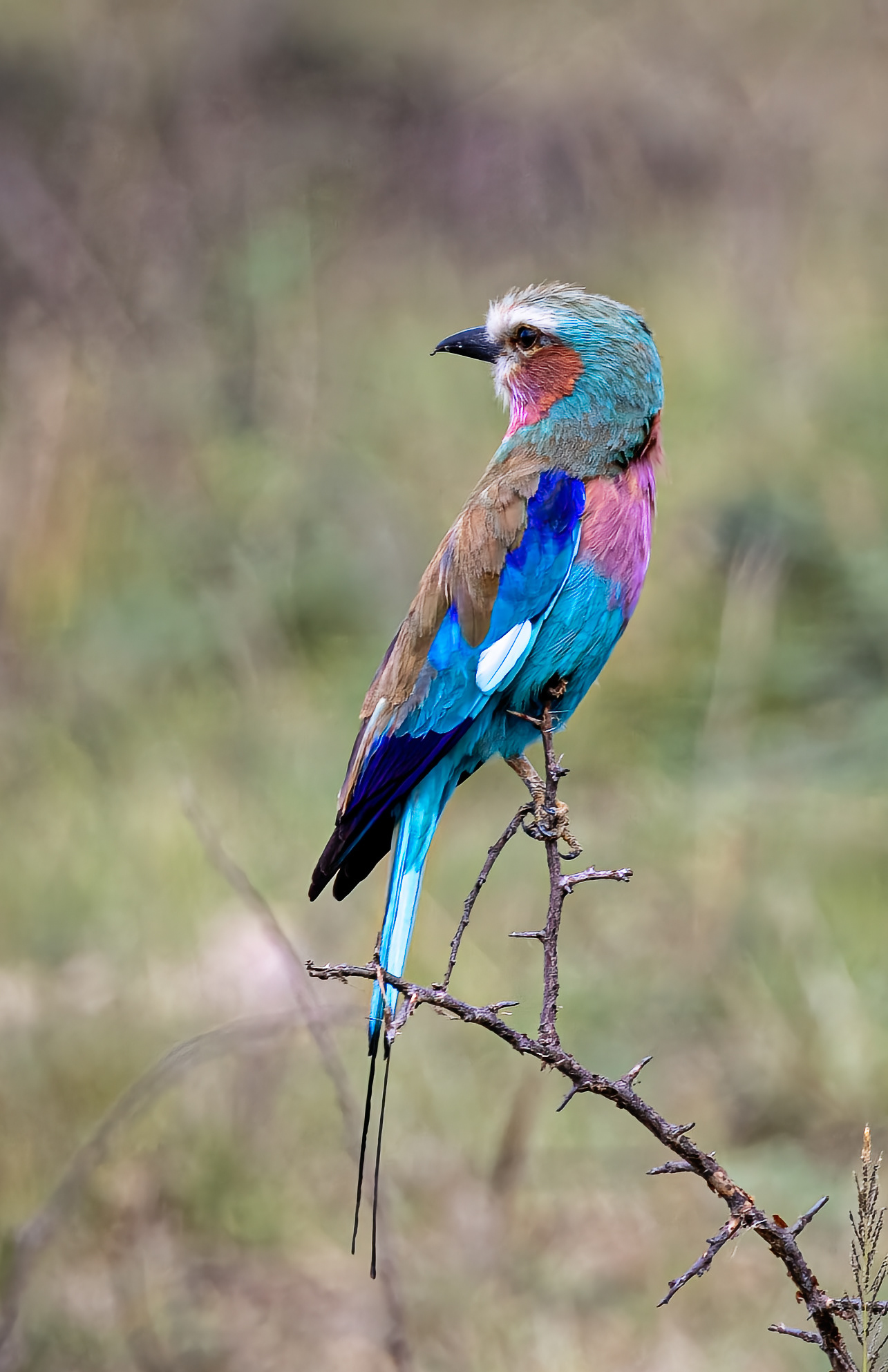 Lilac-breasted Roller