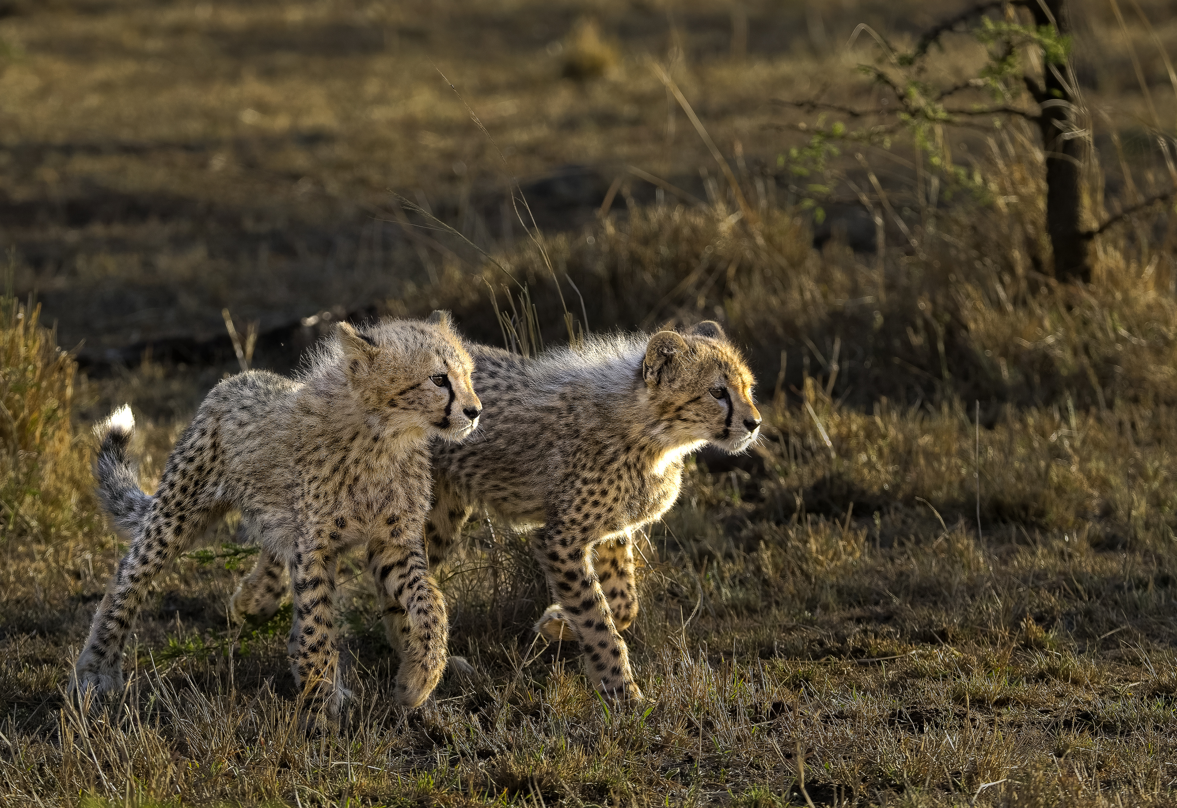 Going to help Mom